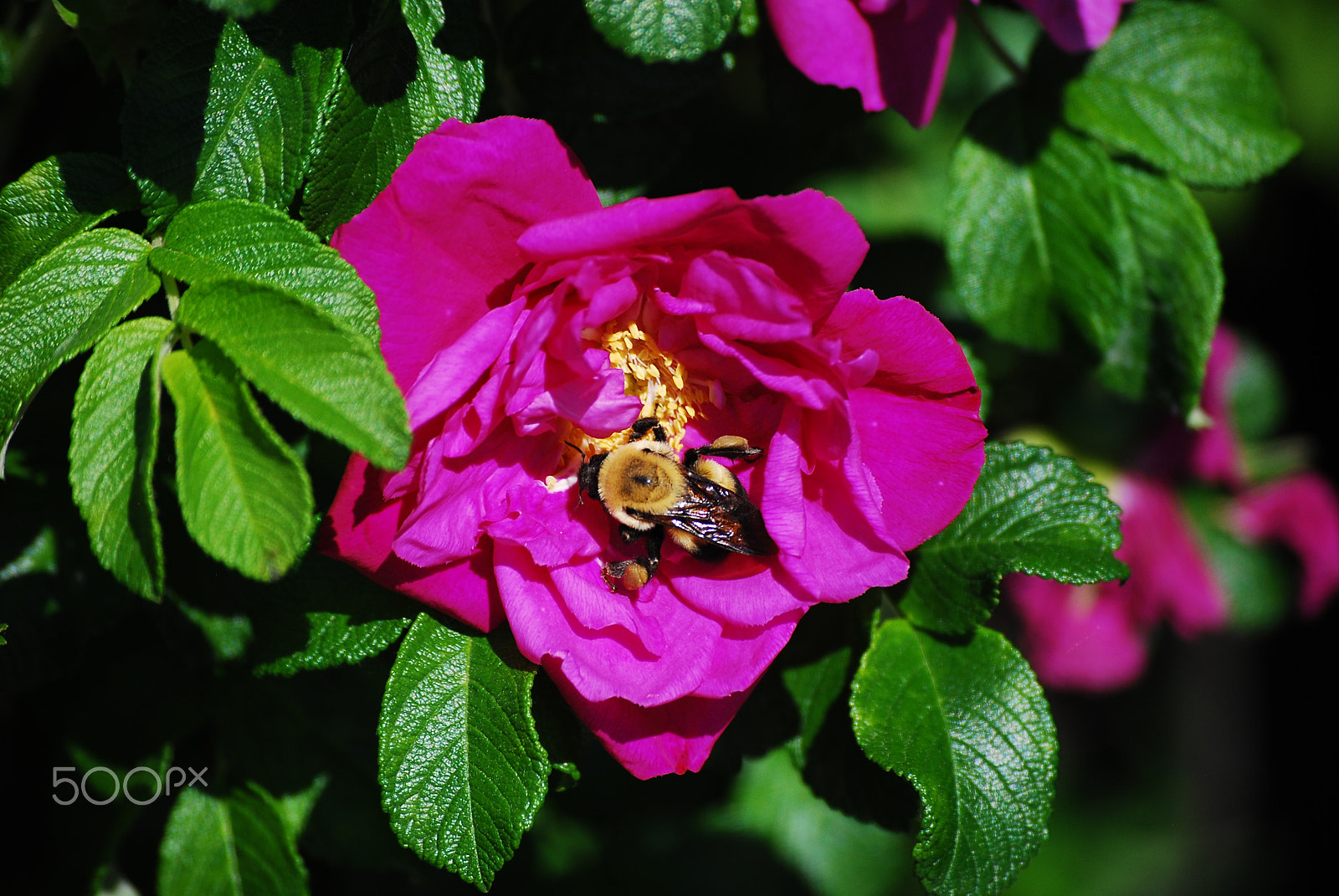 Nikon D60 sample photo. Bee power photography