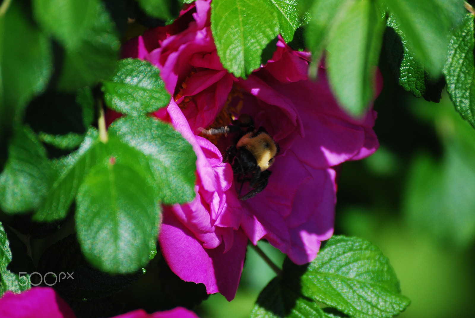 Nikon D60 sample photo. Hiding bee photography