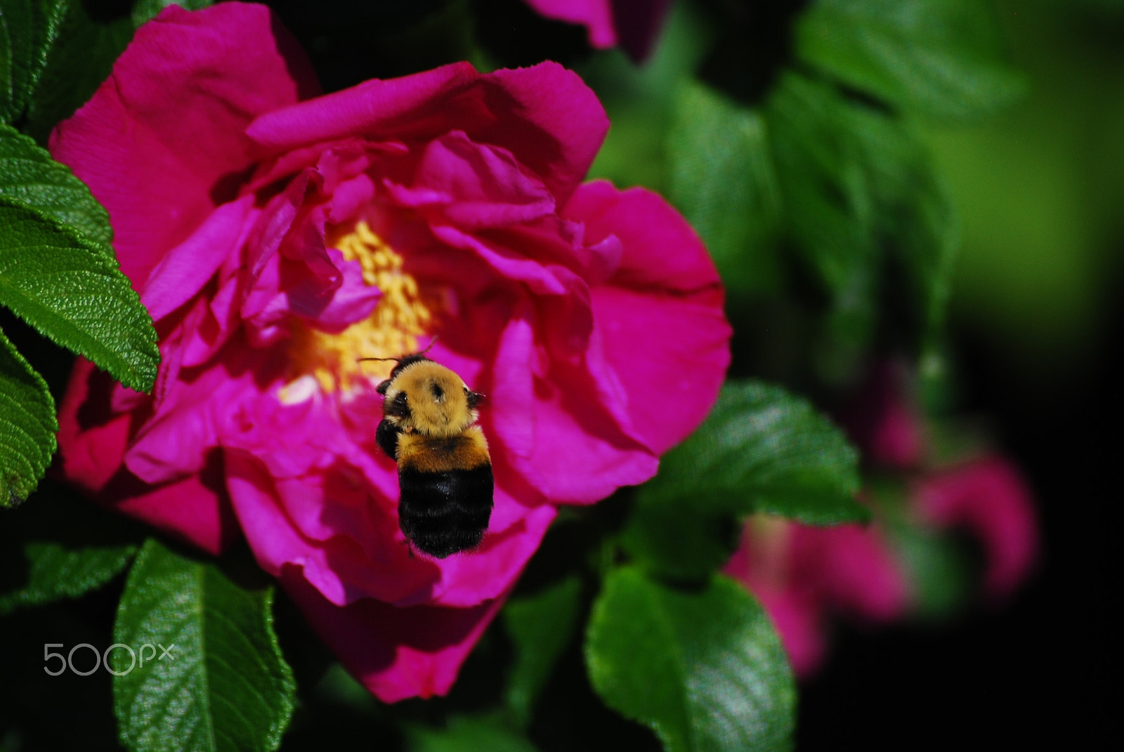 Nikon D60 sample photo. Bee in flight photography
