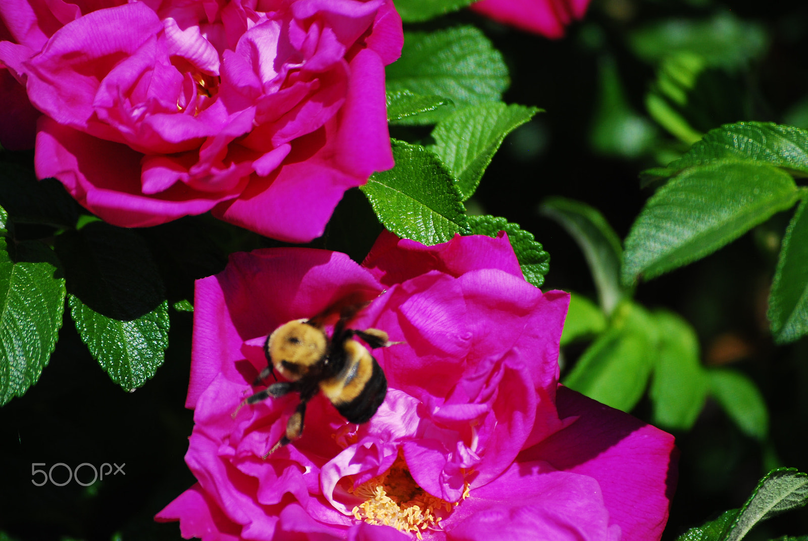 Nikon D60 sample photo. Bizy bee photography