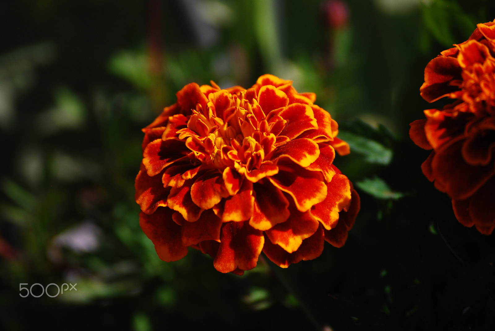 Nikon D60 sample photo. Orange flower photography