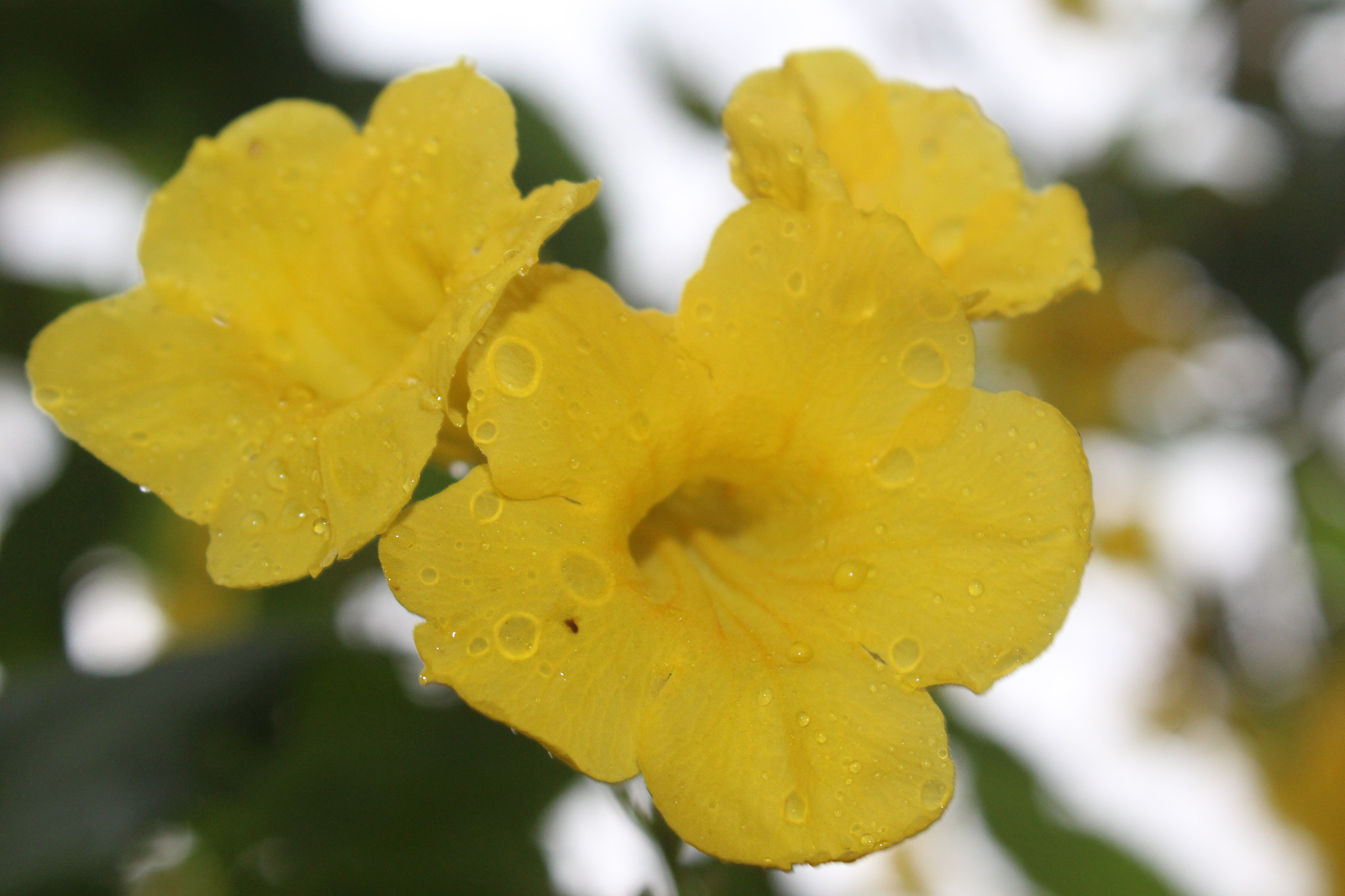 Canon EF-S 18-55mm F3.5-5.6 IS II sample photo. When it rains. pours. photography