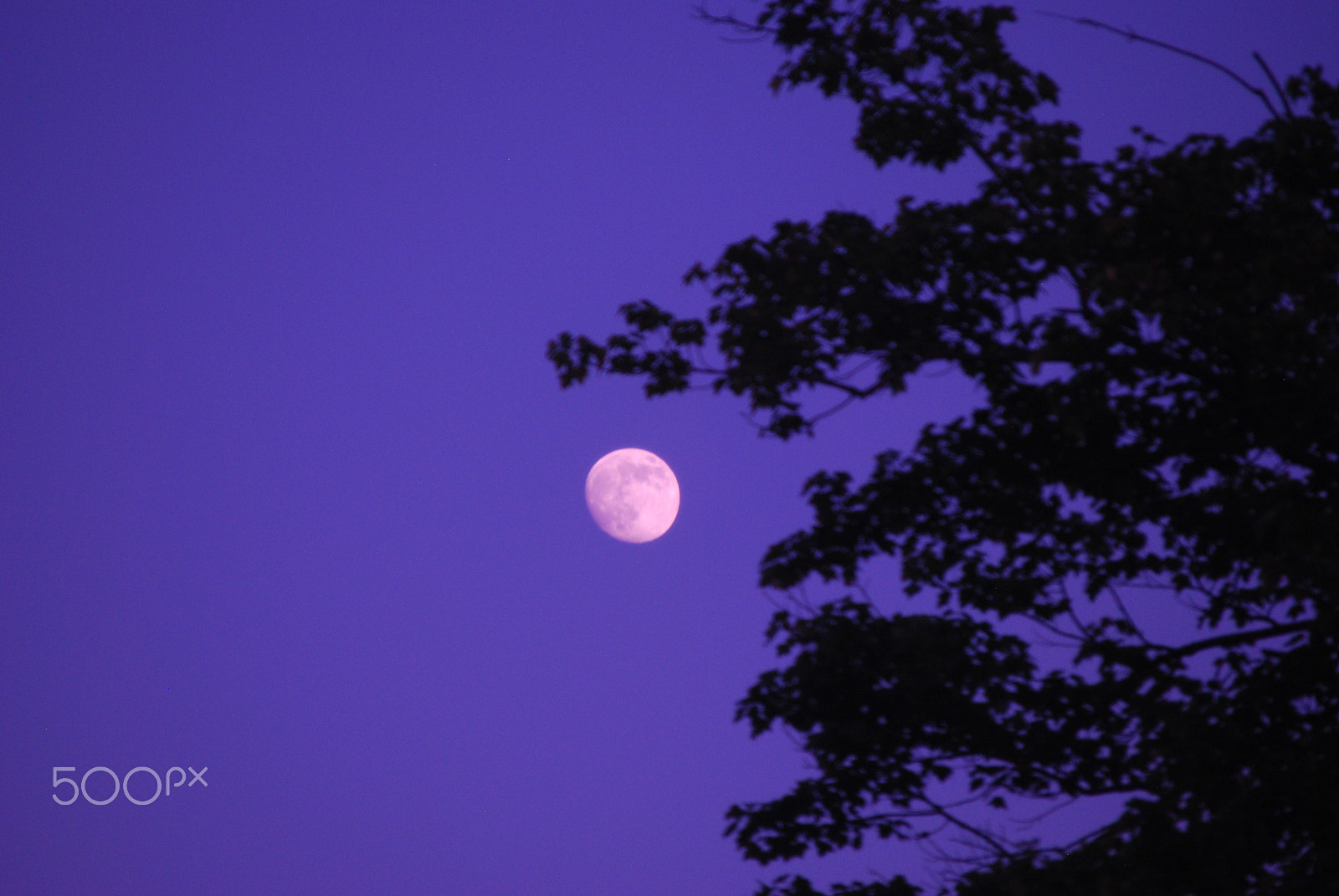 Nikon D60 sample photo. Summer moon! photography