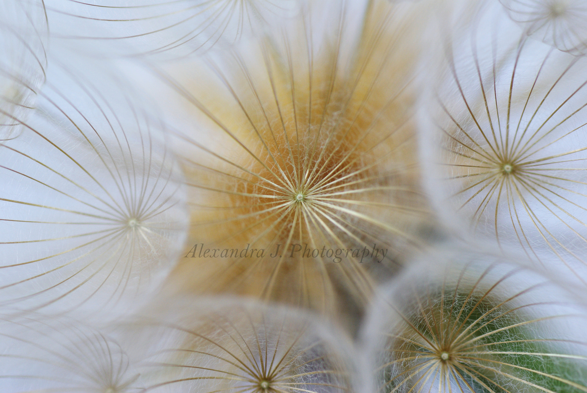 Tamron SP AF 90mm F2.8 Di Macro sample photo. Tragopogon photography