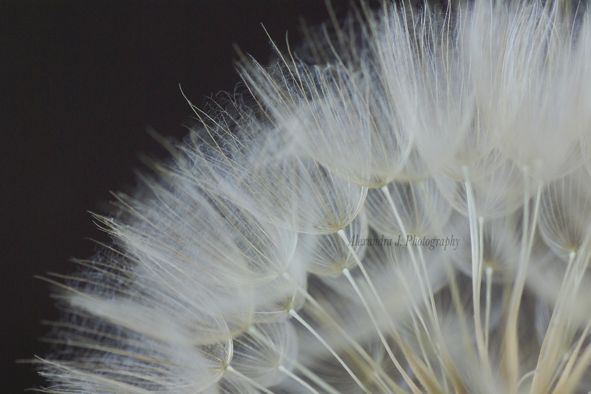 Tamron SP AF 90mm F2.8 Di Macro sample photo. Tragopogon photography