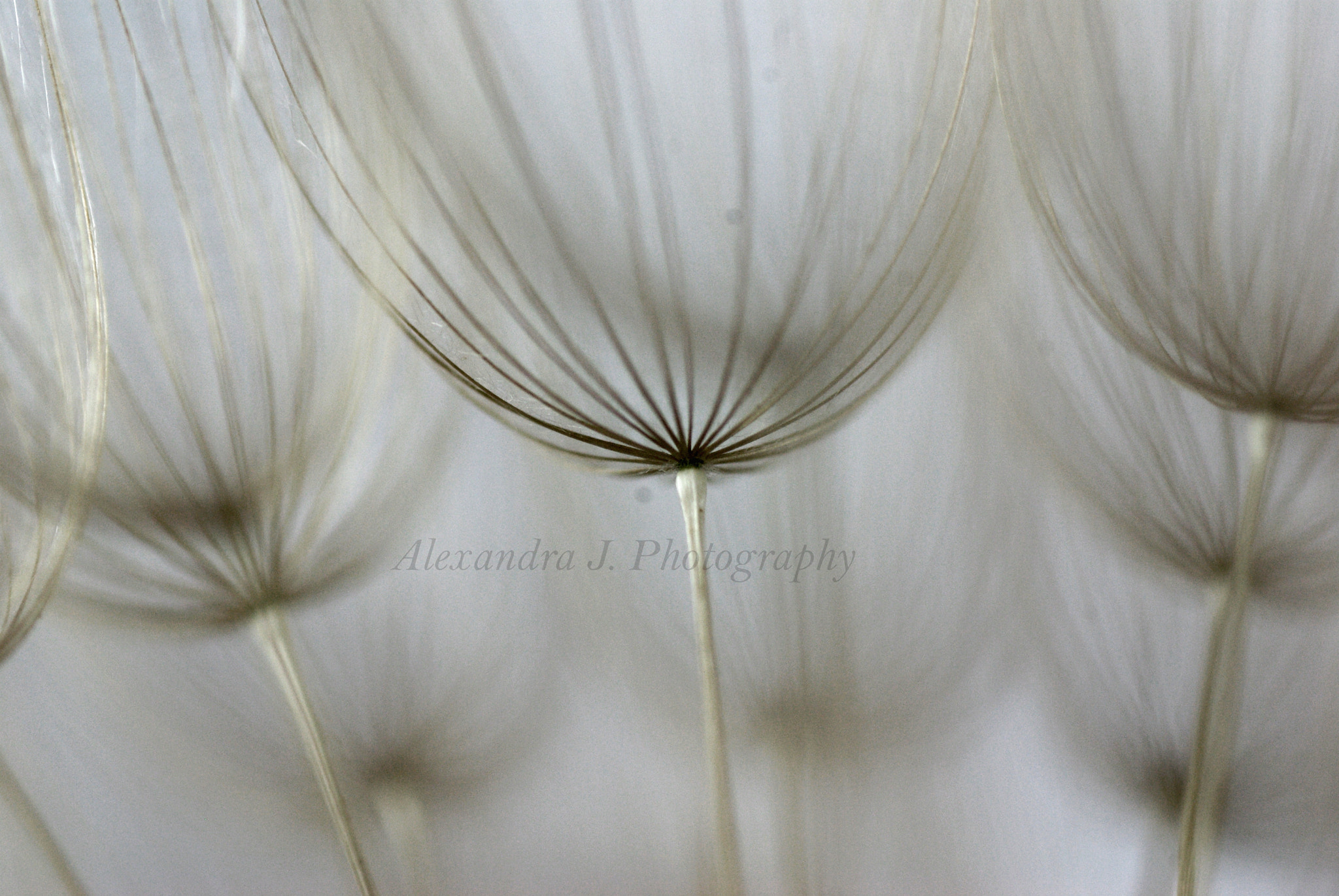 Tamron SP AF 90mm F2.8 Di Macro sample photo. Tragopogon photography