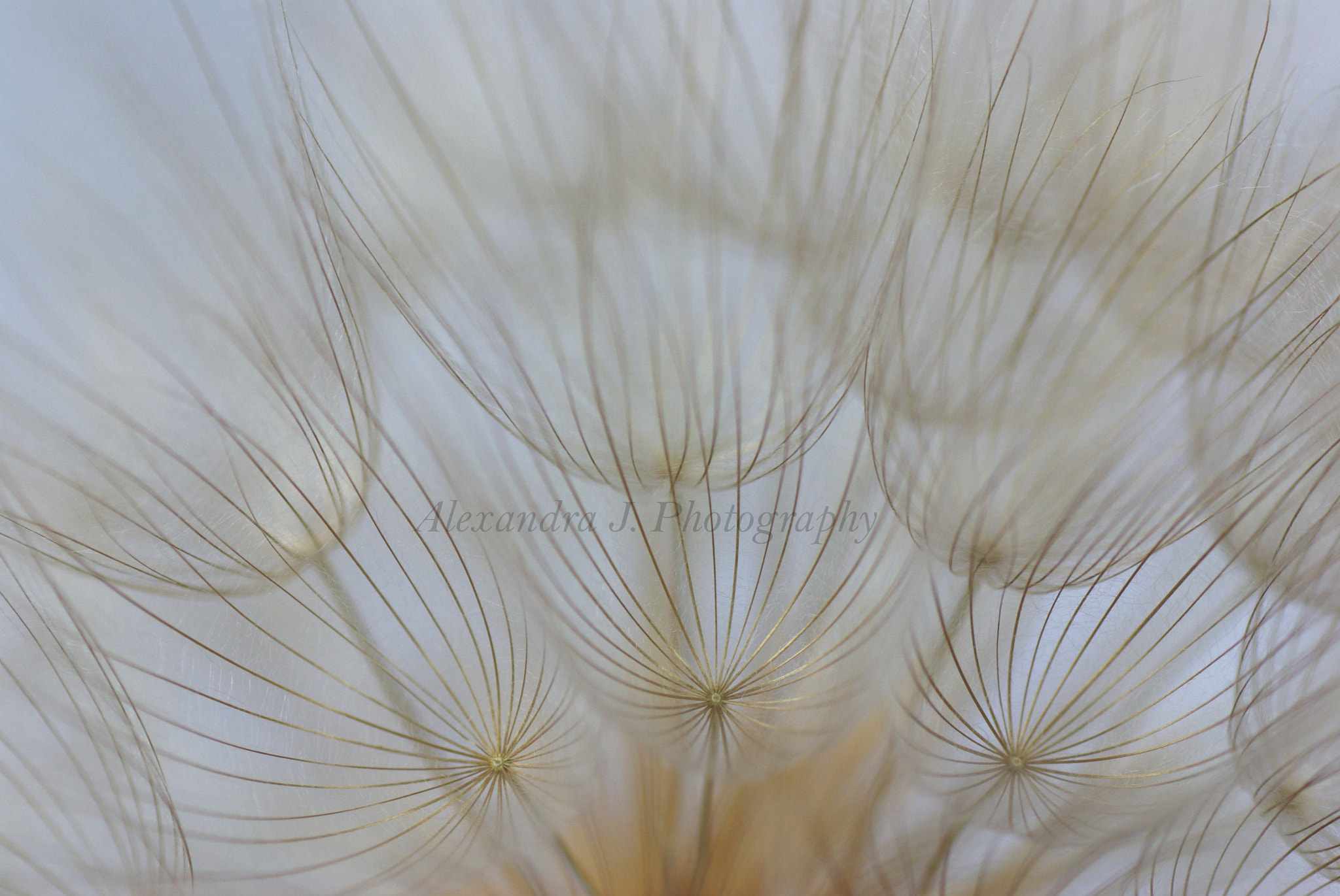 Tamron SP AF 90mm F2.8 Di Macro sample photo. Tragopogon photography