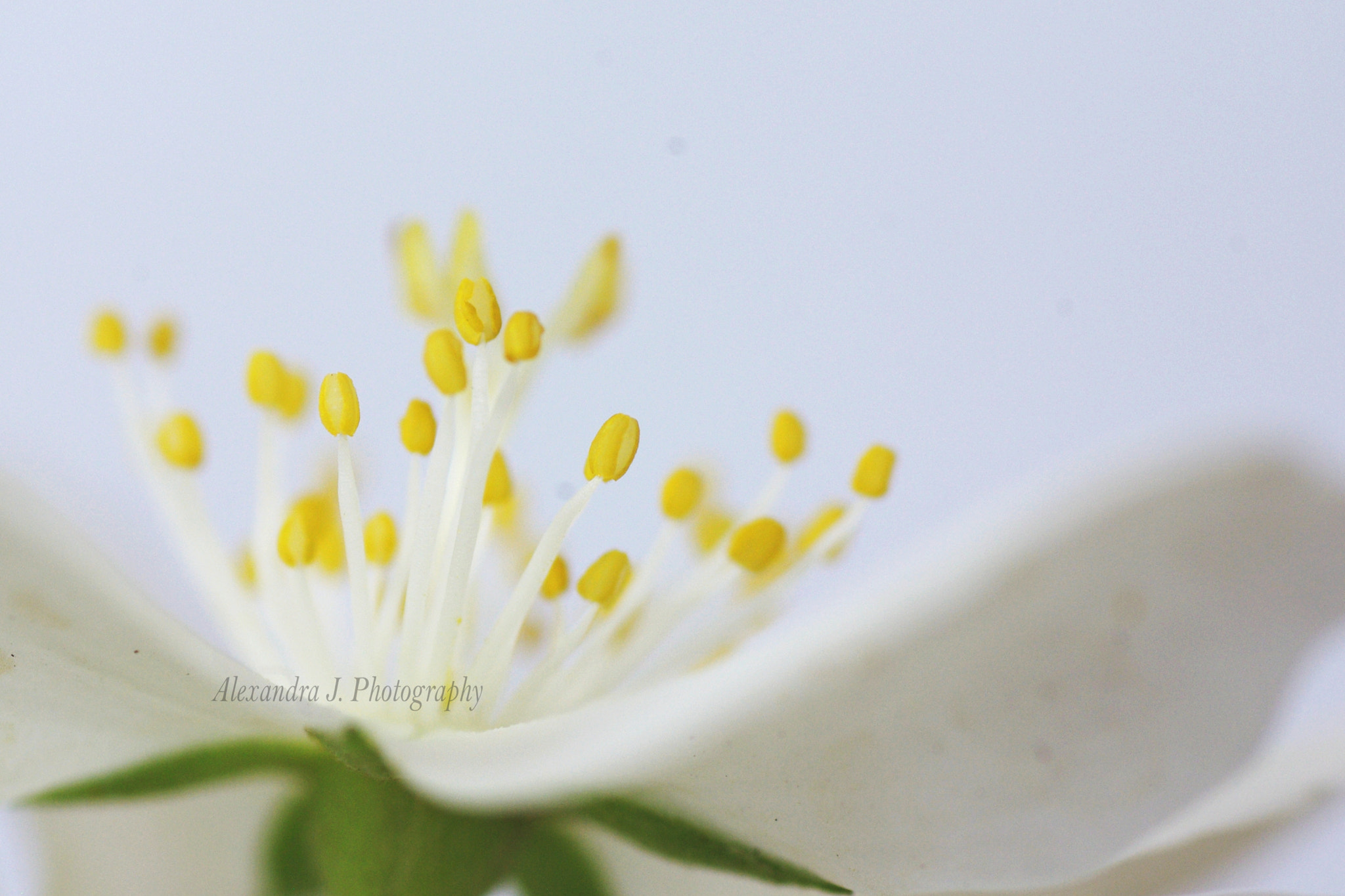 Tamron SP AF 90mm F2.8 Di Macro sample photo. White flower photography