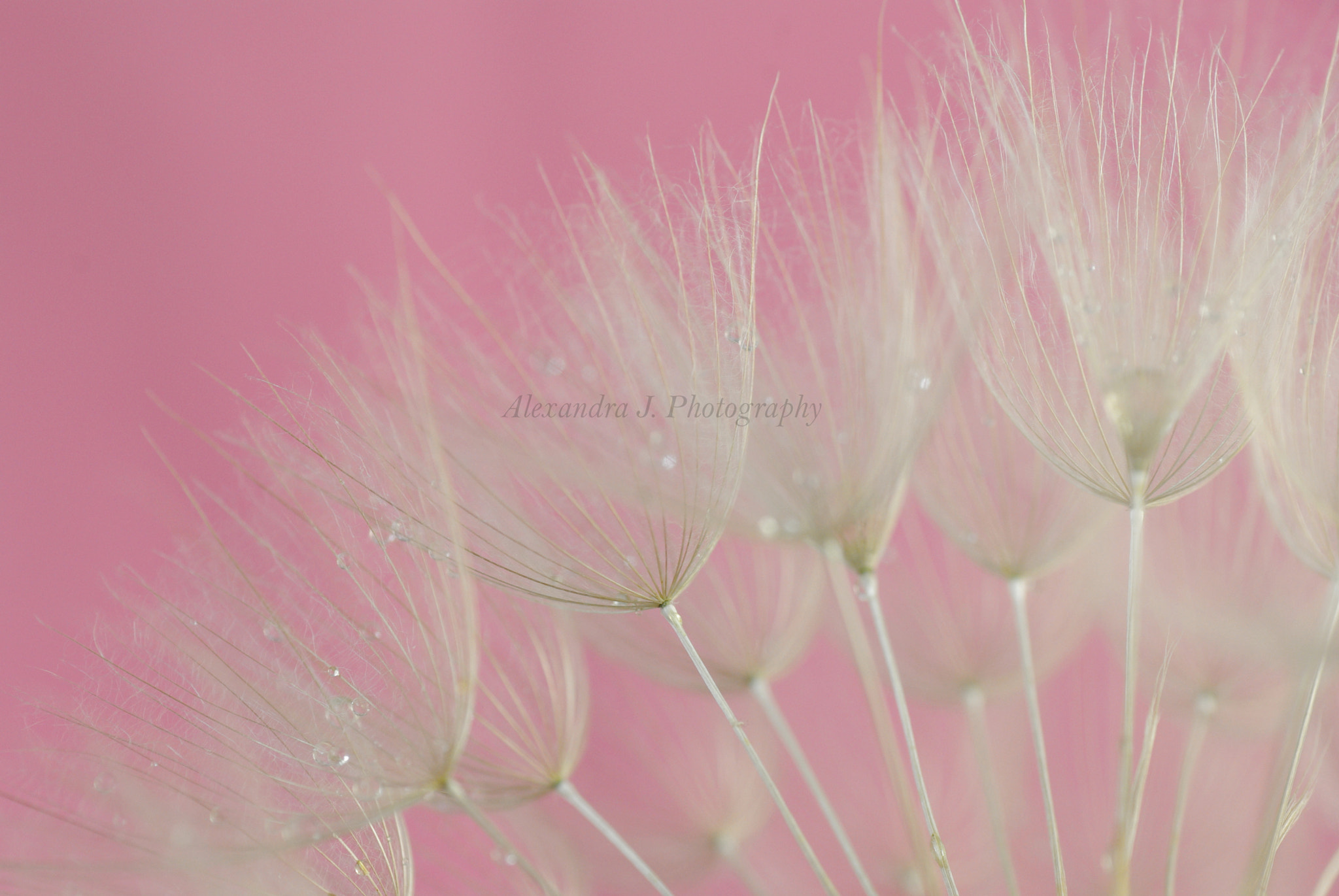Tamron SP AF 90mm F2.8 Di Macro sample photo. Tragopogon photography