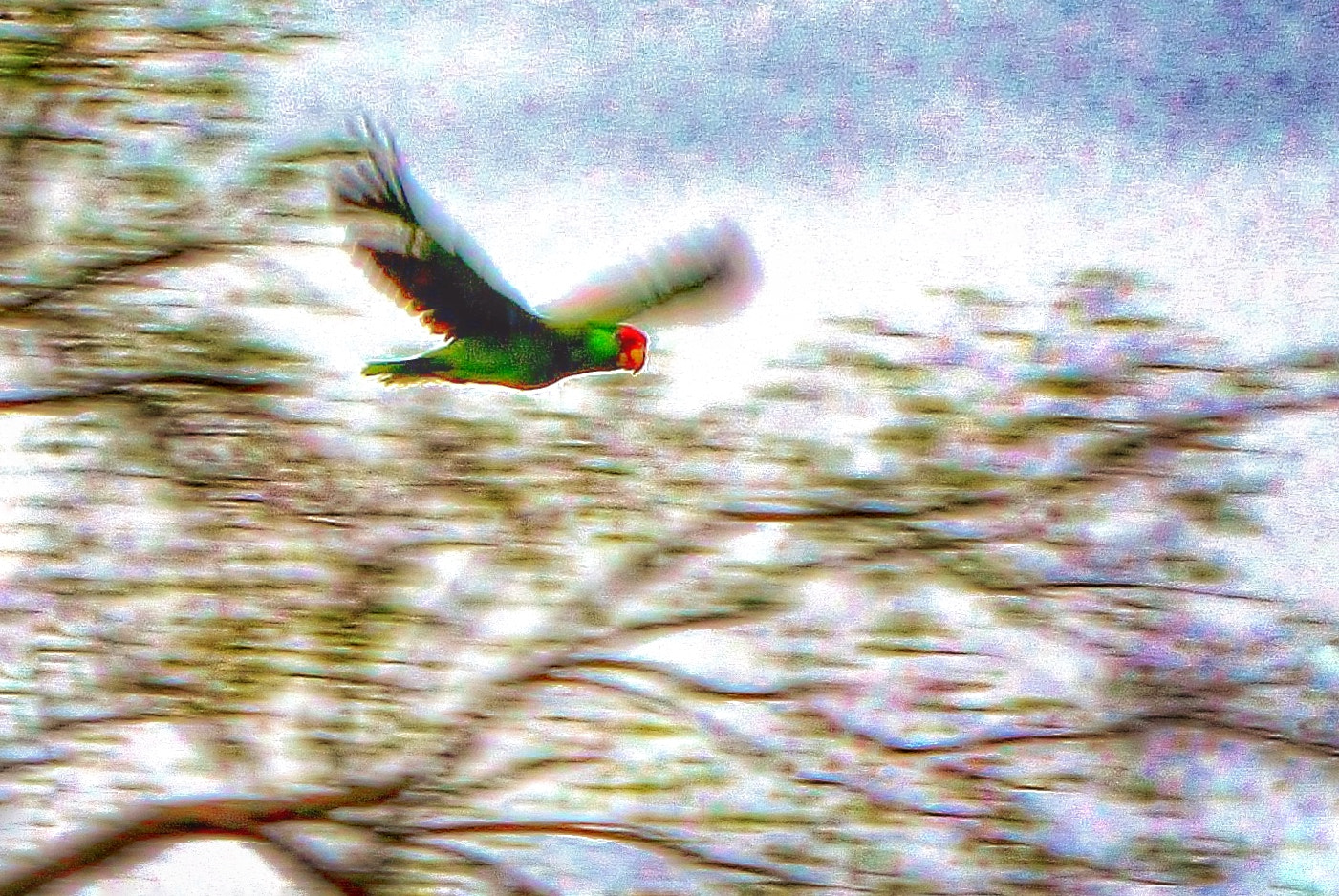 Canon EOS 600D (Rebel EOS T3i / EOS Kiss X5) + Canon 18-270mm sample photo. "birds of a feather" #1 photography