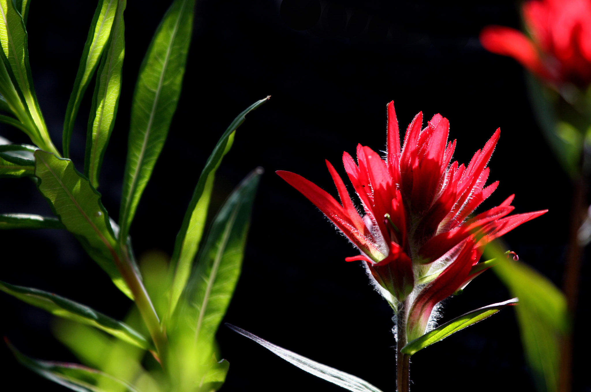 Canon EF 100-400mm F4.5-5.6L IS USM sample photo. Canada flower photography