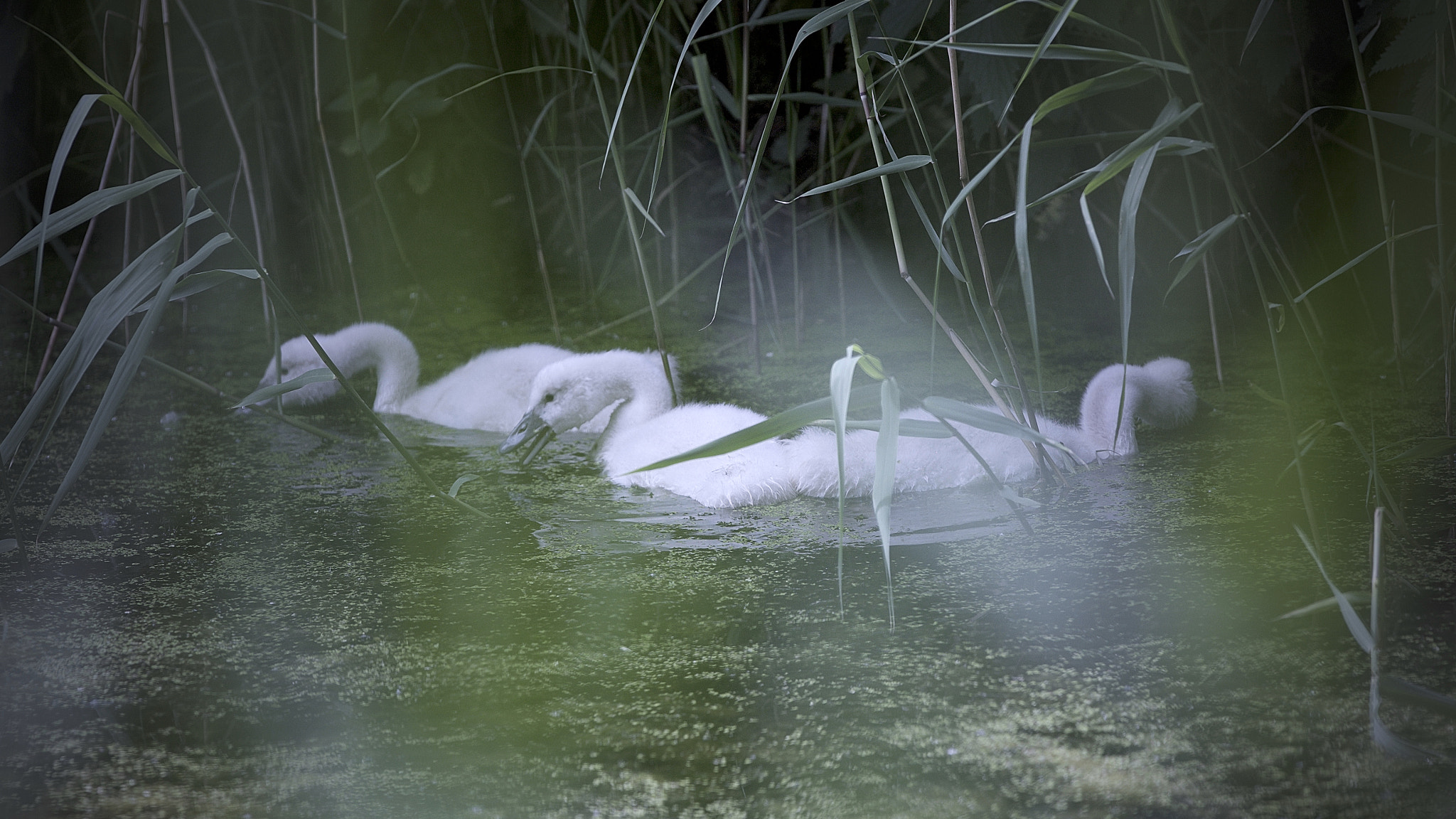Canon EF 300mm F2.8L IS USM sample photo. Yong swans. photography