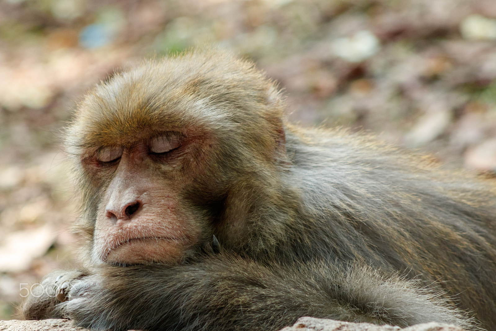 Canon EOS 760D (EOS Rebel T6s / EOS 8000D) + EF75-300mm f/4-5.6 sample photo. Sleeping monkey! photography