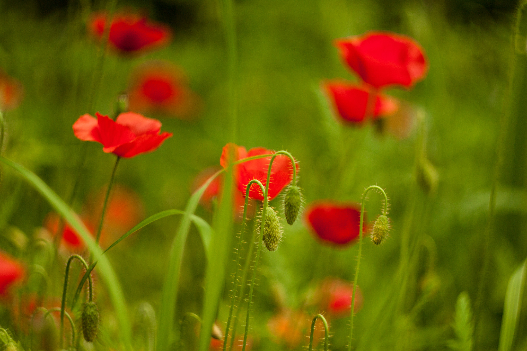 Canon EF 35-80mm f/4-5.6 sample photo. Poppy photography