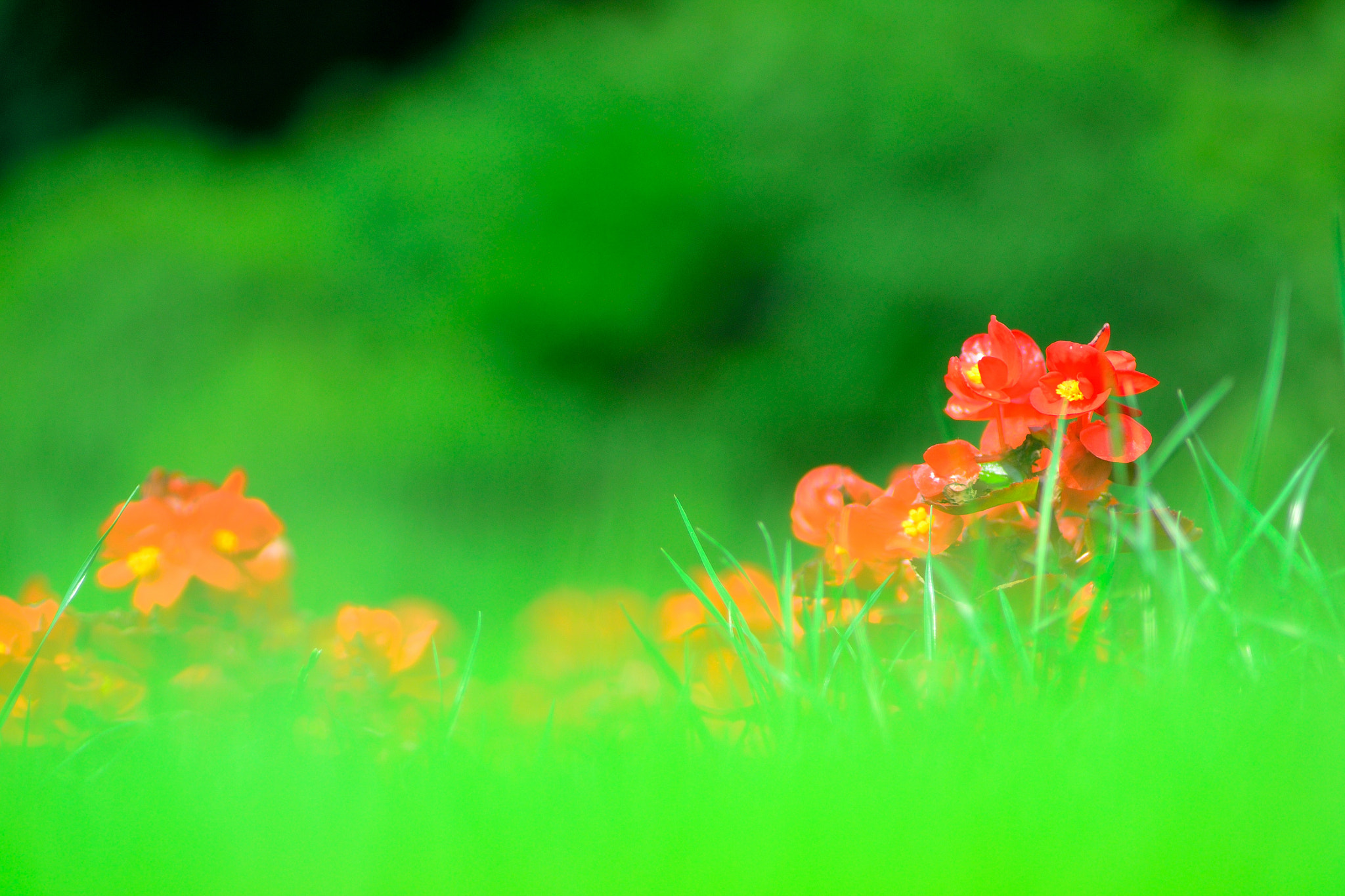 Nikon D3100 sample photo. ベゴニア photography