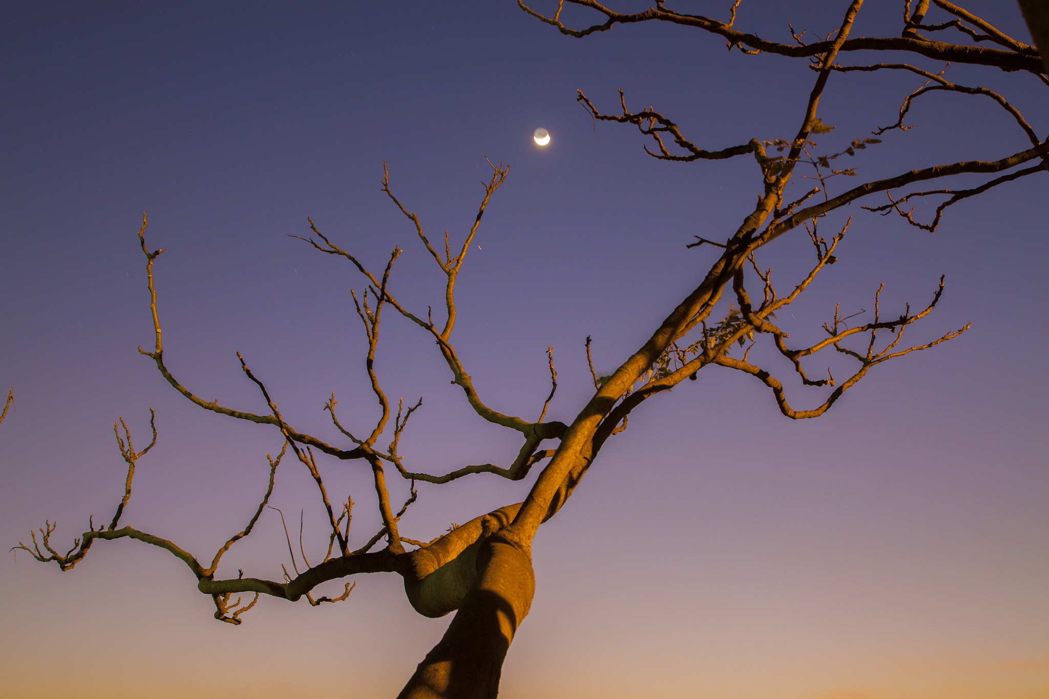 Canon EOS 500D (EOS Rebel T1i / EOS Kiss X3) sample photo. Moon night photography