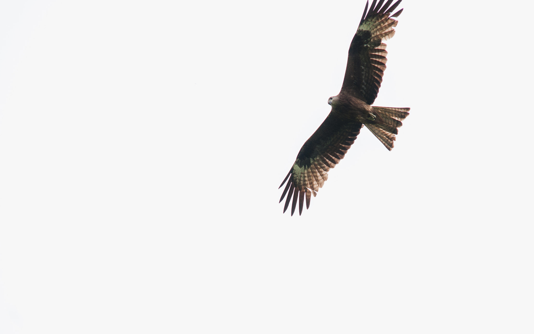 Sigma 50-150mm F2.8 EX APO DC HSM II sample photo. Hunting photography