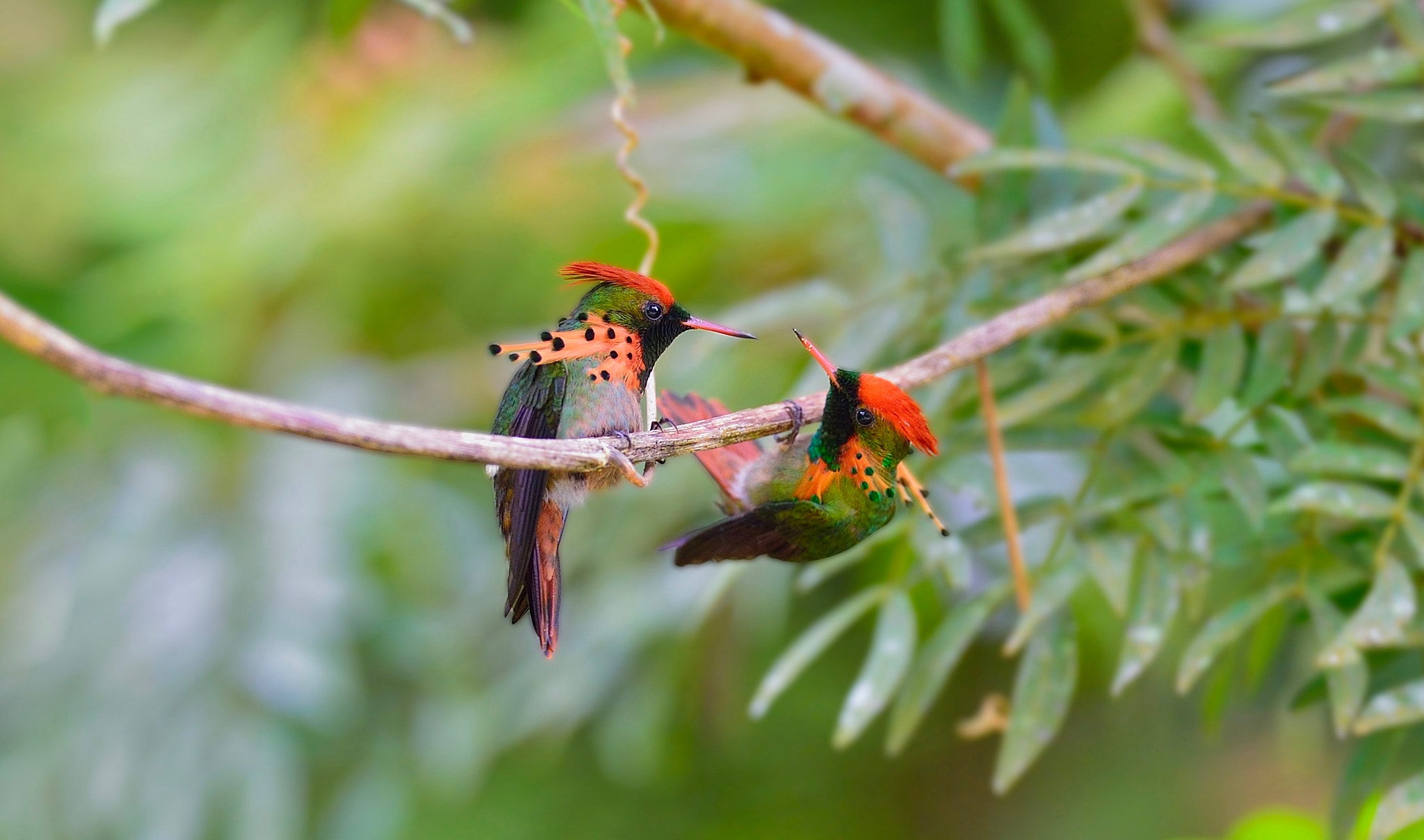 Nikon AF-S Nikkor 400mm F2.8E FL ED VR sample photo. 樱冠蜂鸟 tufted coquette photography