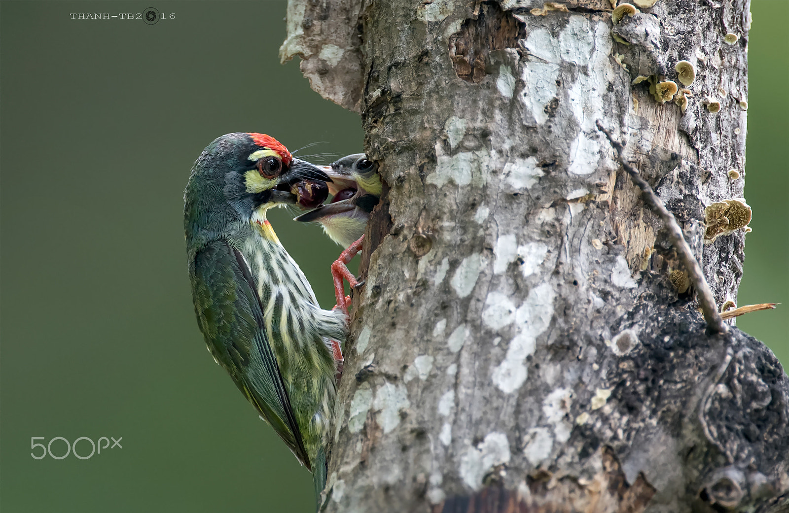 Nikon AF-S Nikkor 600mm F4D ED-IF II sample photo