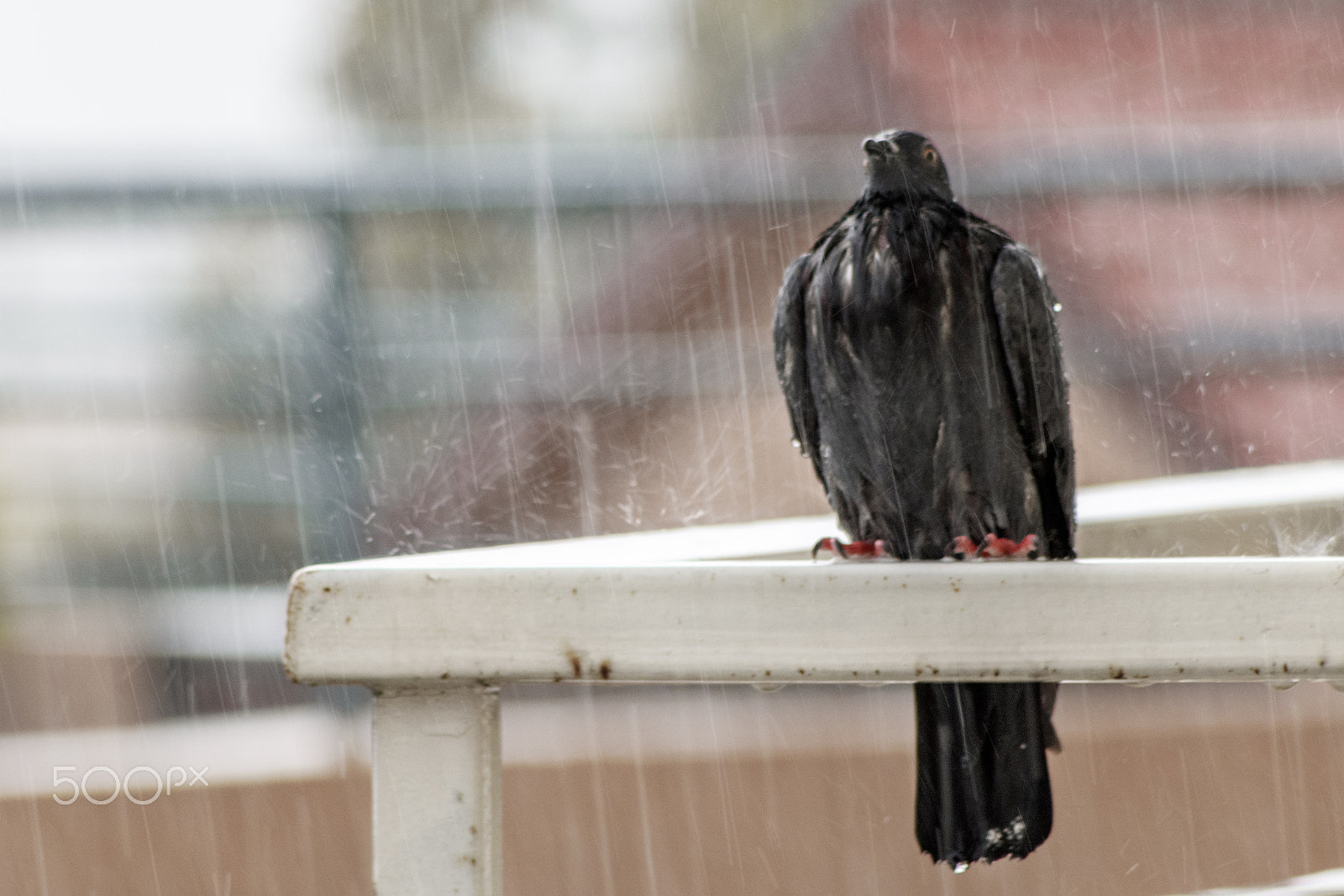 Canon EOS 760D (EOS Rebel T6s / EOS 8000D) + EF75-300mm f/4-5.6 sample photo. A wet one! photography