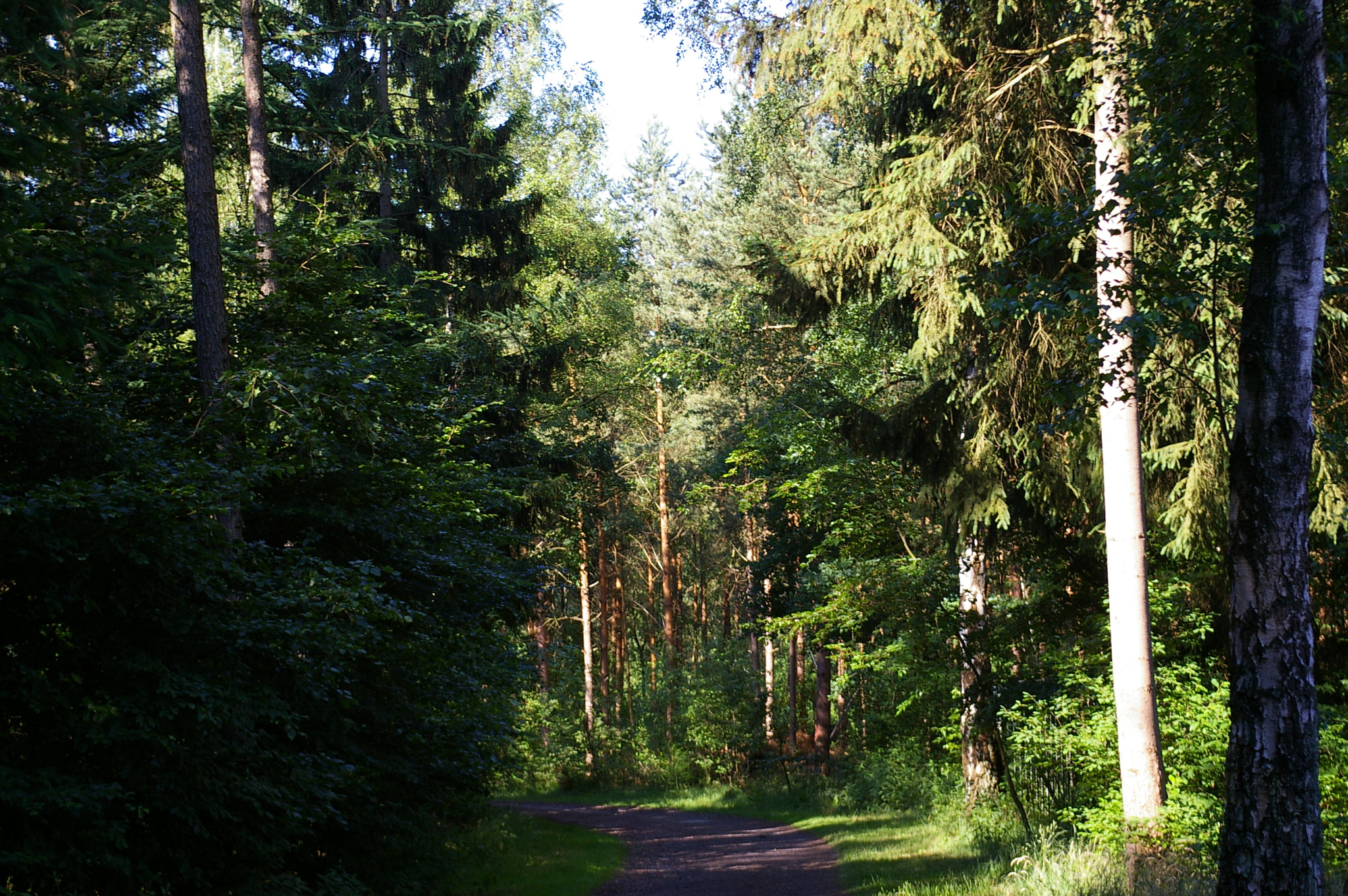 Pentax *ist DL sample photo. Path in the forest photography