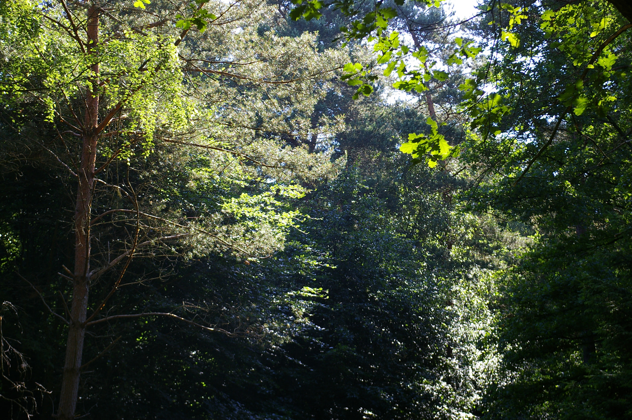 Pentax *ist DL sample photo. Deep in forest photography