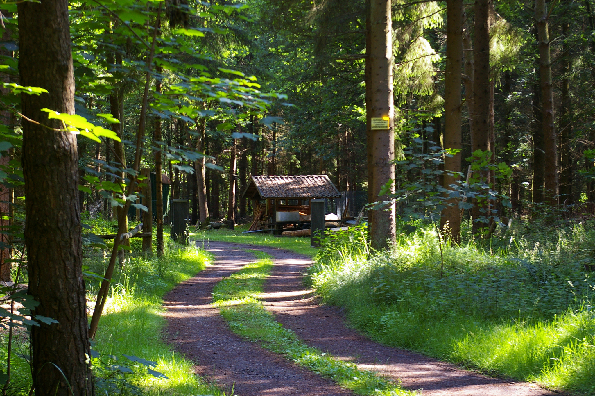 Pentax *ist DL sample photo. Arbeitsplatz im wald photography