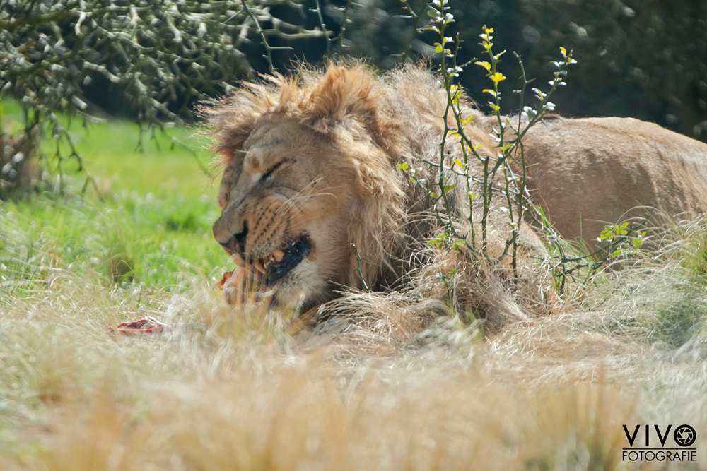 Sony Alpha DSLR-A900 + Sony 70-400mm F4-5.6 G SSM sample photo. Eating lion photography