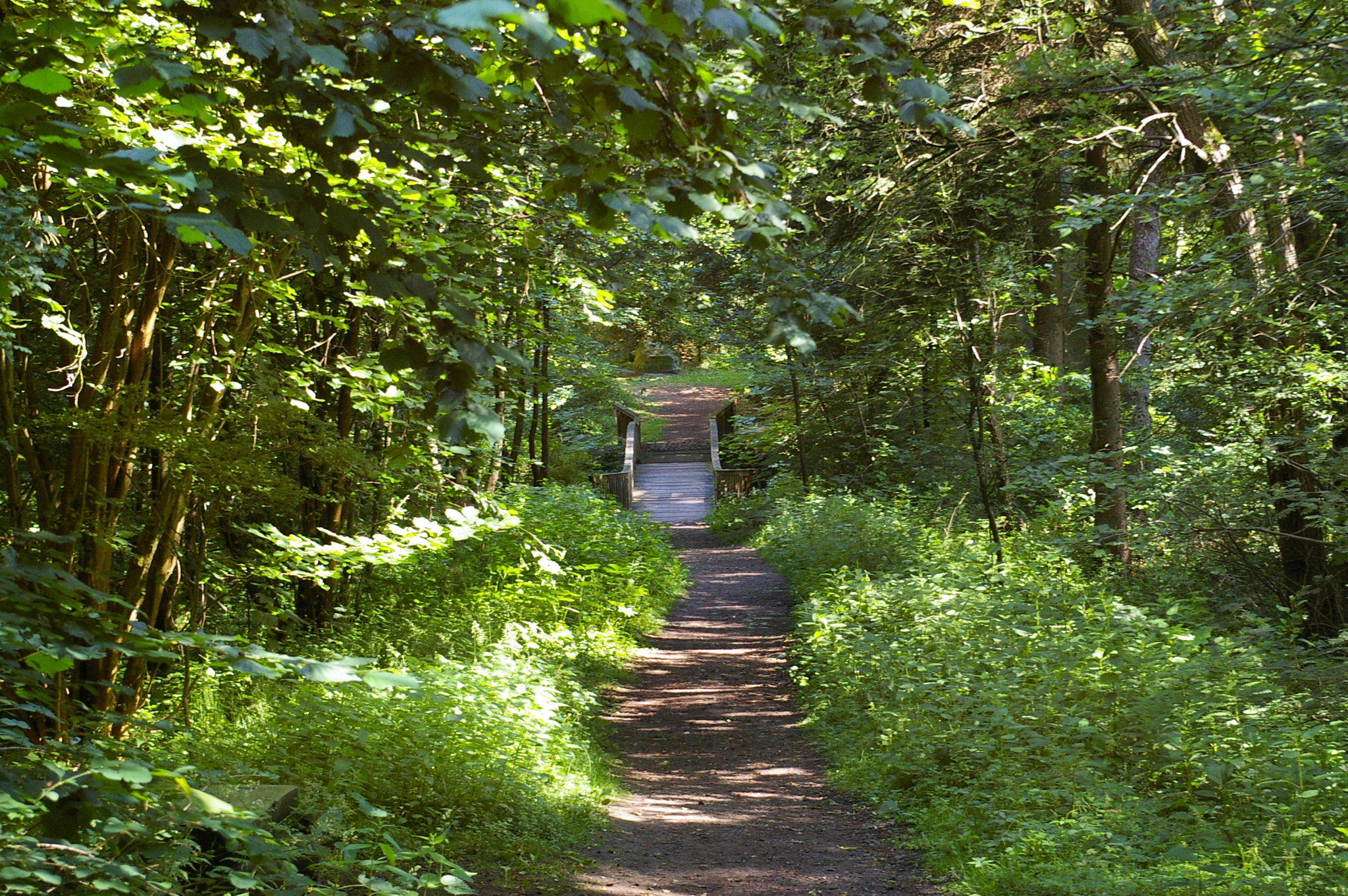Pentax *ist DL sample photo. Bridge in the forest photography