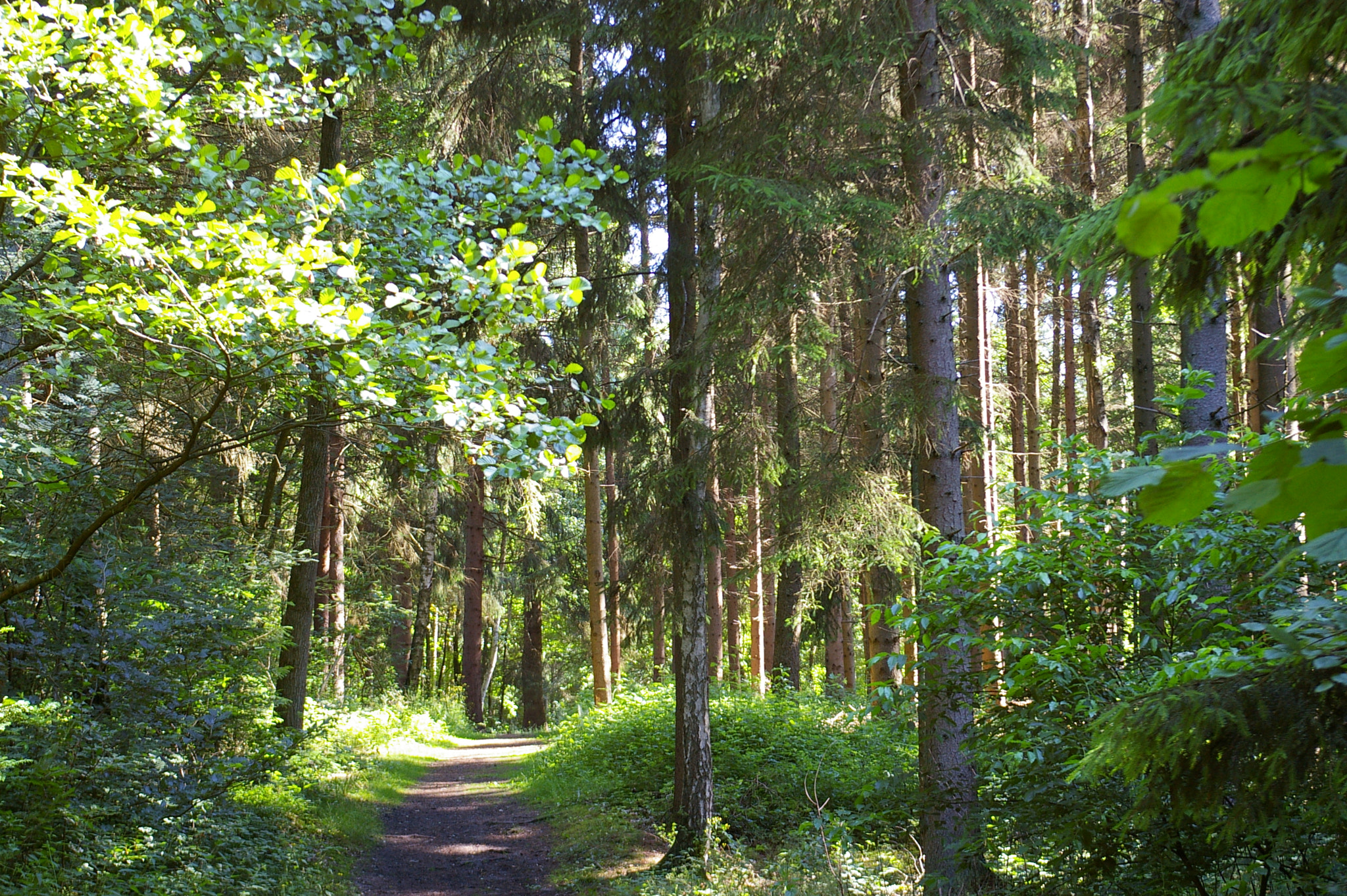 Pentax *ist DL sample photo. Path in the forest photography