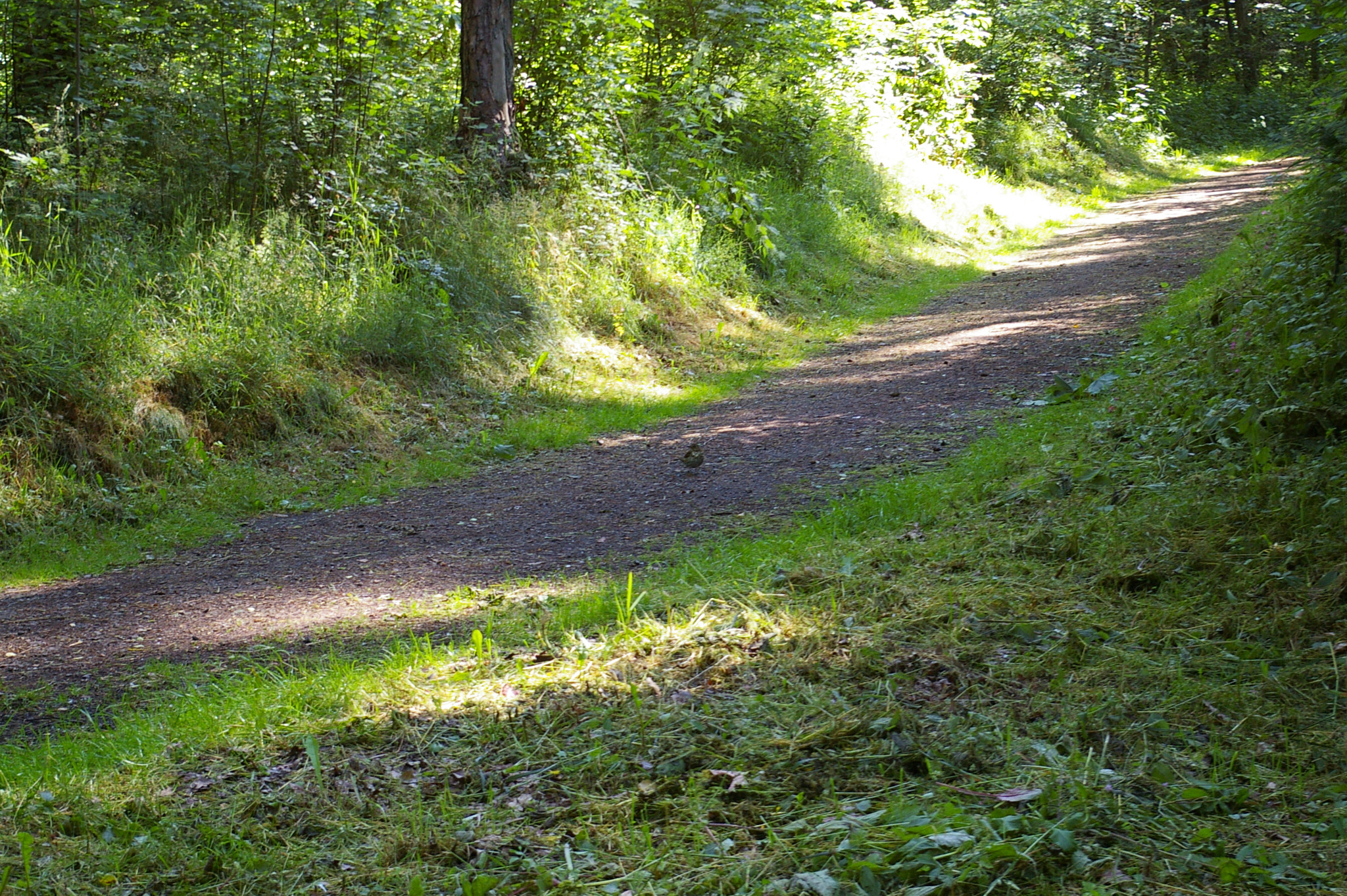 Pentax *ist DL sample photo. Vogel auf dem weg photography