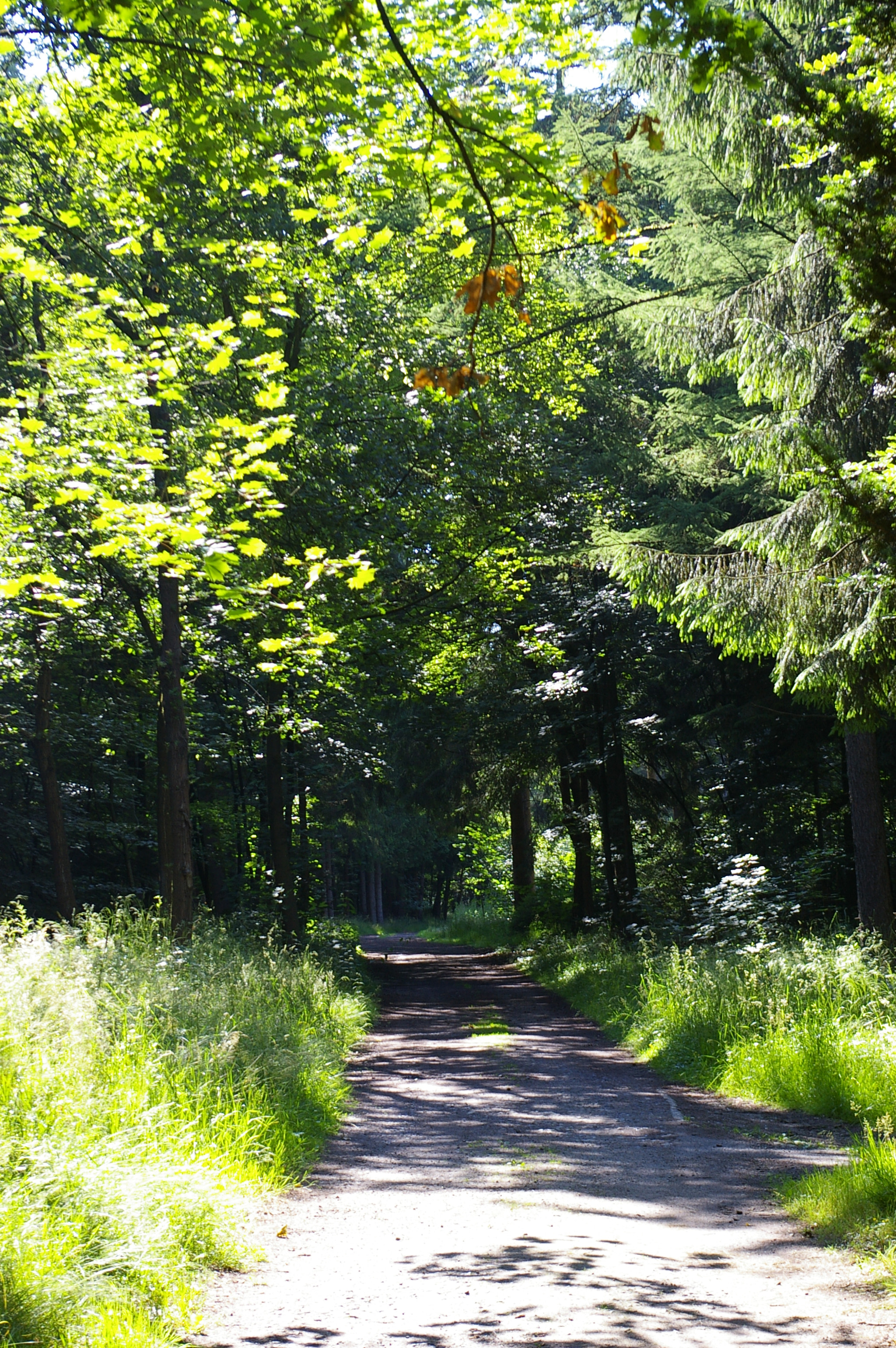 Pentax *ist DL sample photo. Path to the forest photography