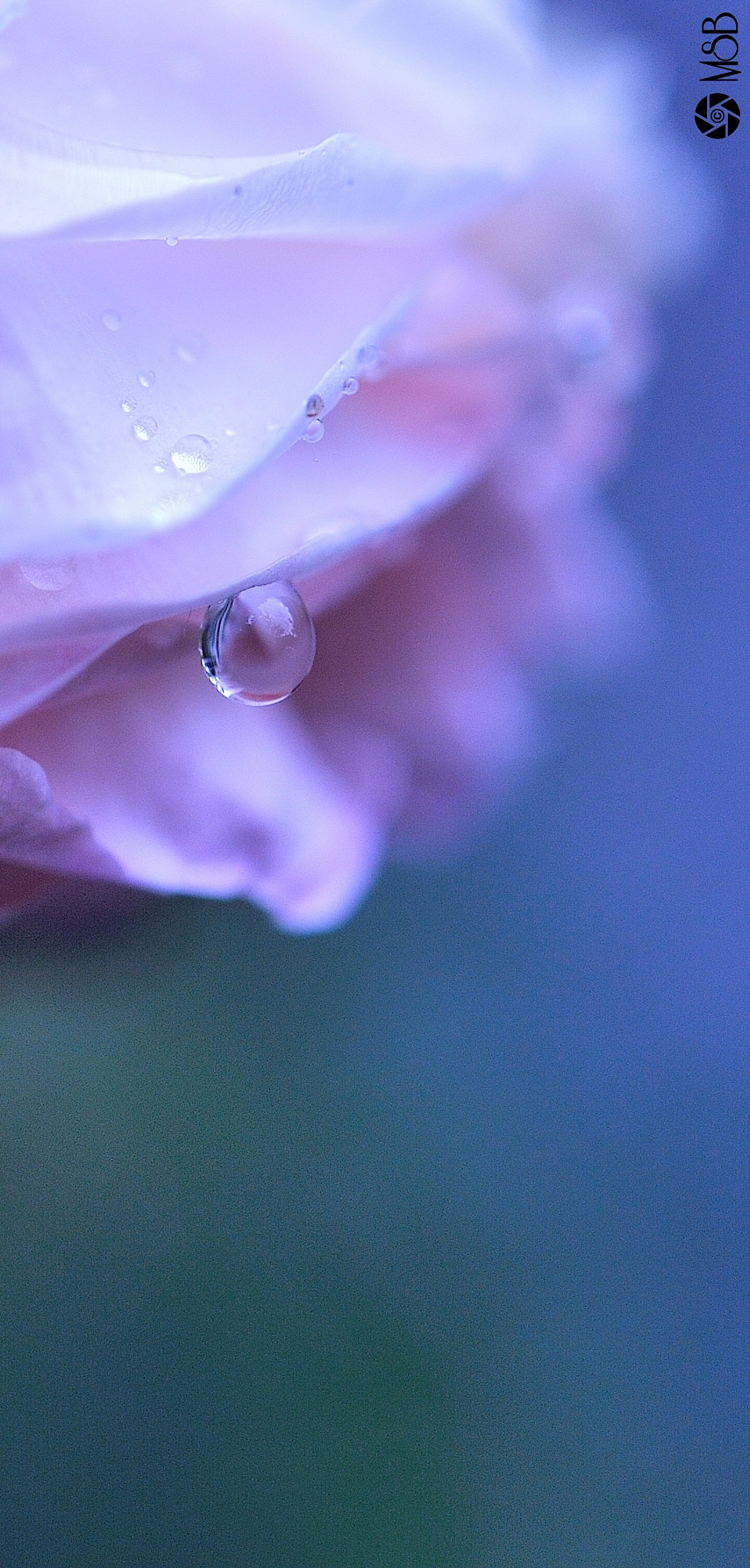 Nikon AF-S Micro-Nikkor 60mm F2.8G ED sample photo