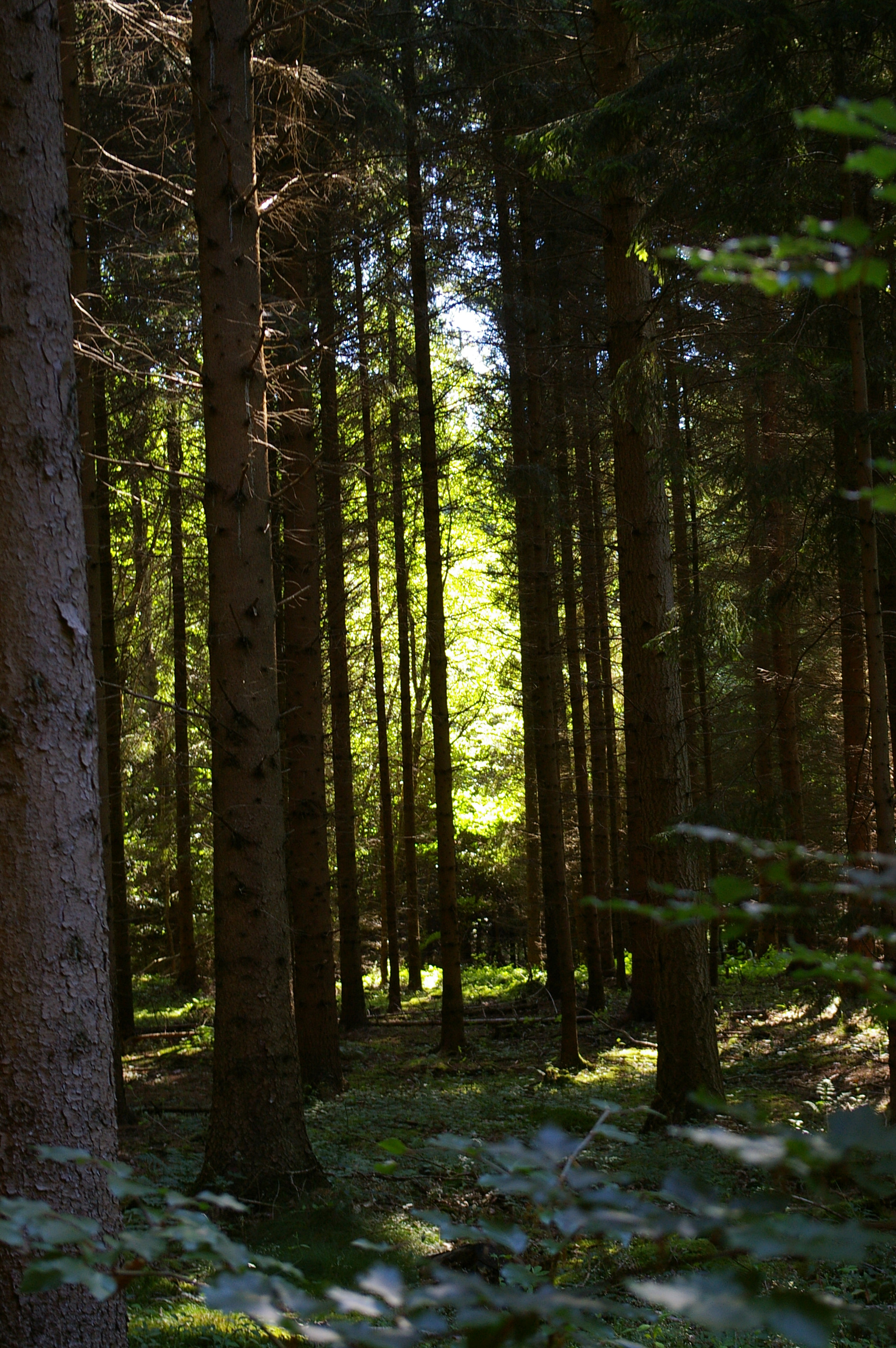 Pentax *ist DL sample photo. Erste sonnenstrahlen photography