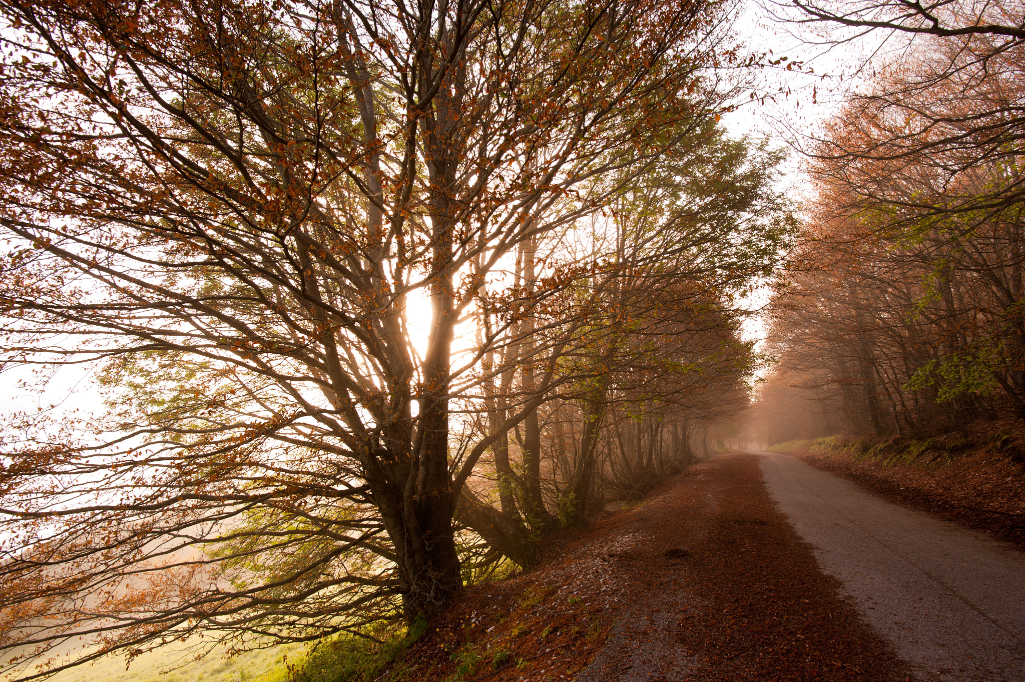 Nikon D700 + Nikon AF-S Nikkor 20mm F1.8G ED sample photo. Little road photography