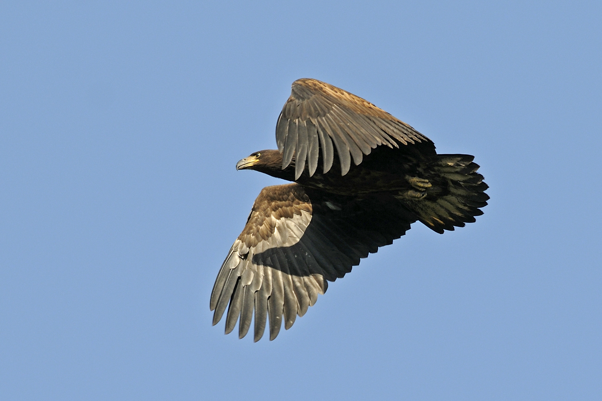 Nikon D300S + Nikon AF-S Nikkor 300mm F4D ED-IF sample photo. Training flight photography