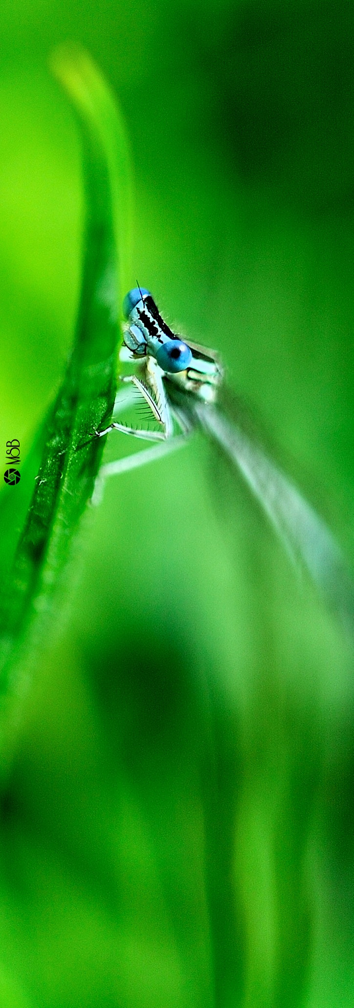 Nikon AF-S Micro-Nikkor 60mm F2.8G ED sample photo