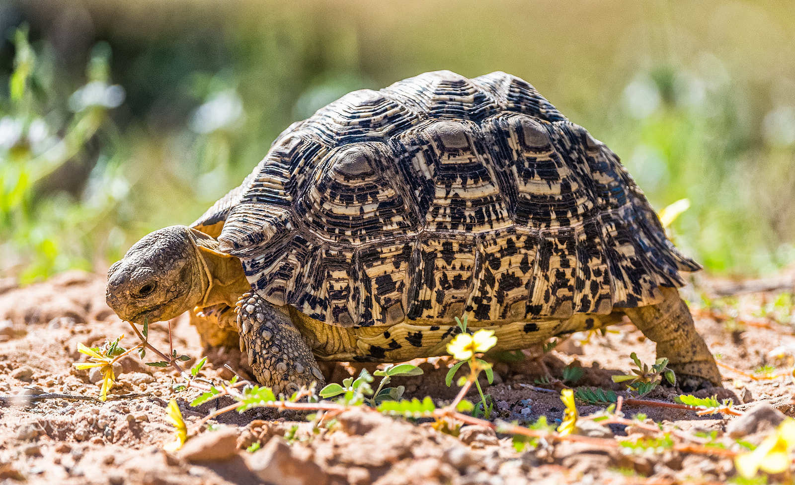 Nikon AF-S Nikkor 200-400mm F4G ED-IF VR sample photo. Leopard tortoise photography