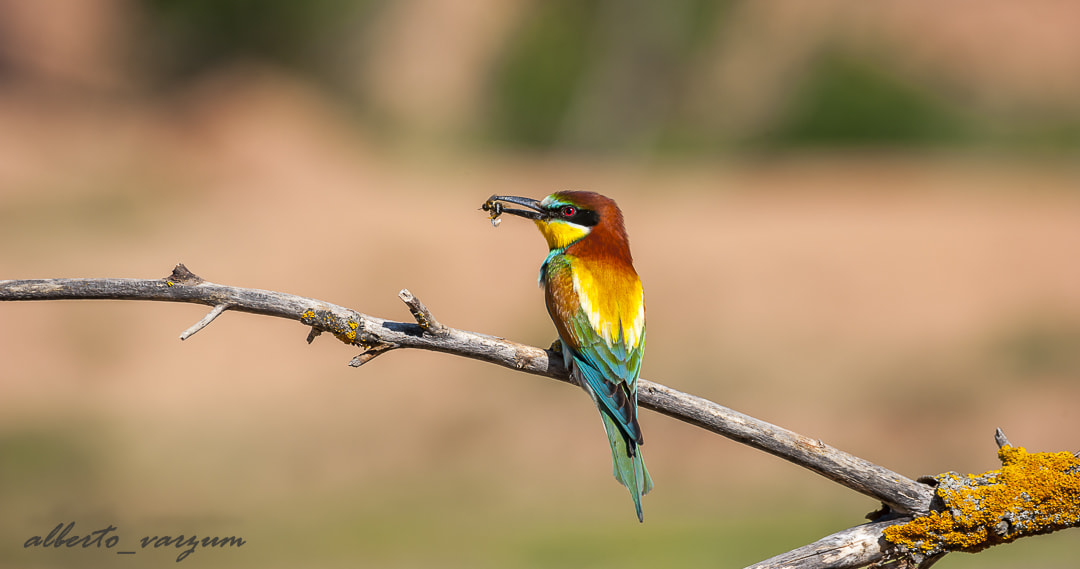 Nikon AF-S Nikkor 200-500mm F5.6E ED VR sample photo. Merops apiaster photography