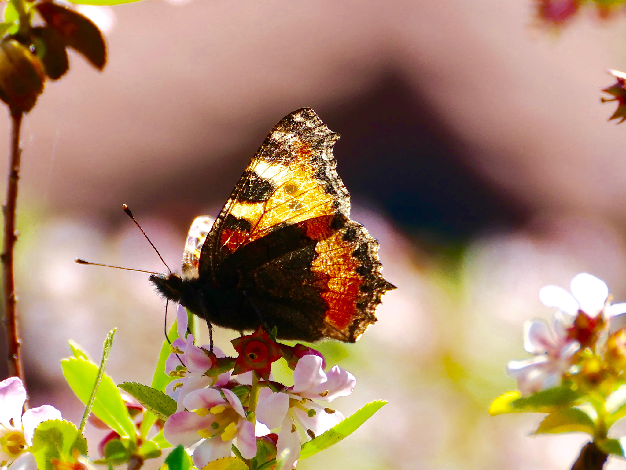 Panasonic DMC-G70 sample photo. A la chasse au papillon photography