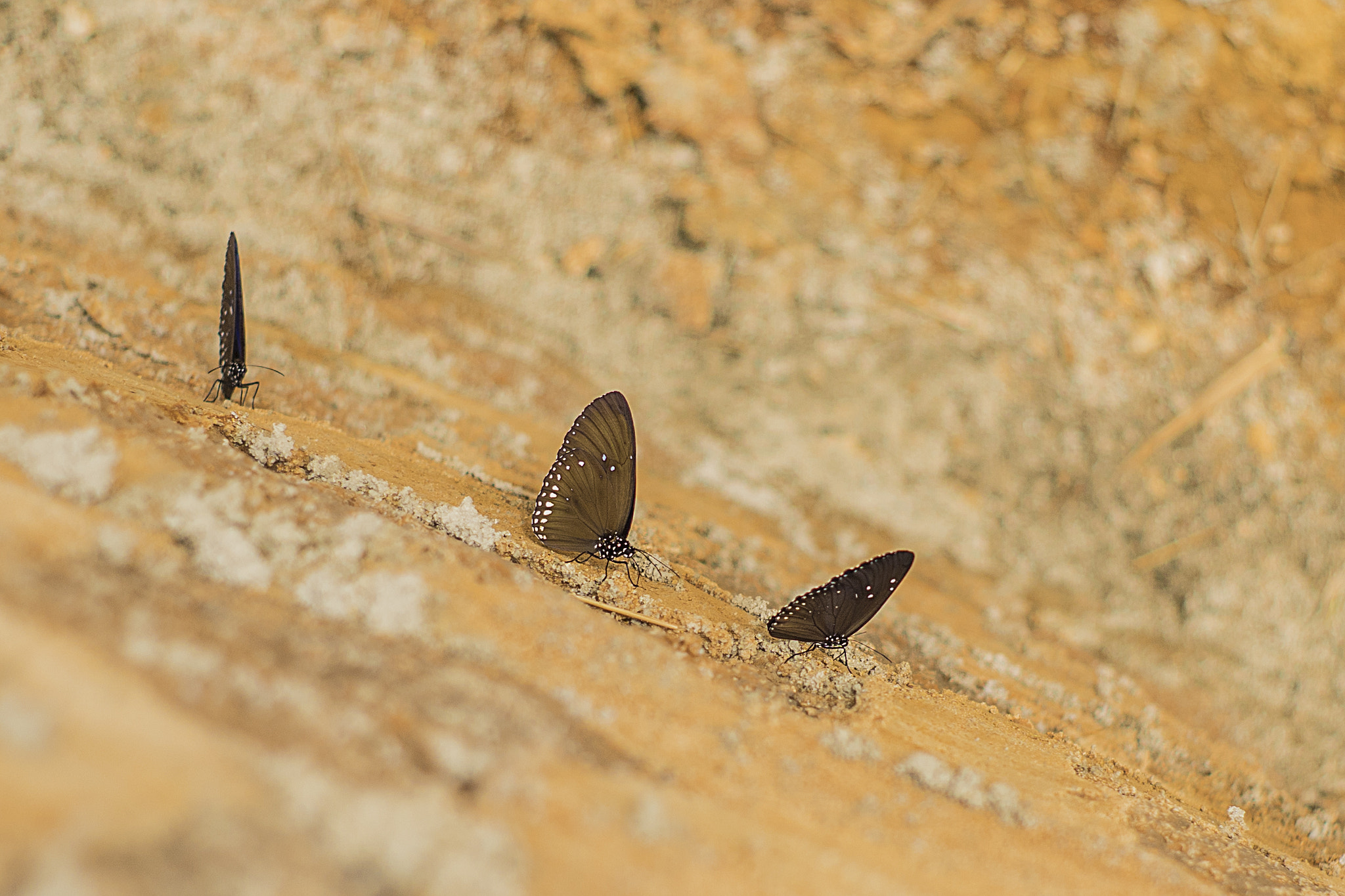 Sony a7 + Minolta AF 50mm F1.7 sample photo. Butterflies photography