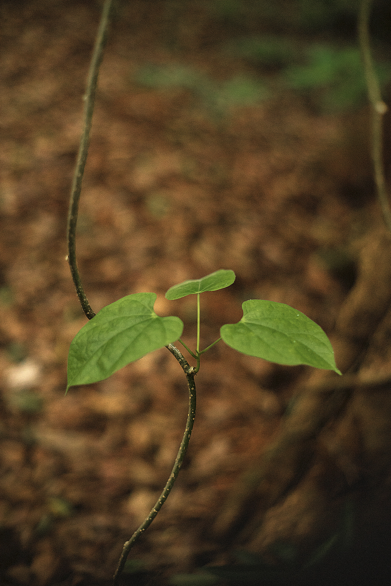 Sony a7 + Minolta AF 50mm F1.7 sample photo. 3 leafs photography