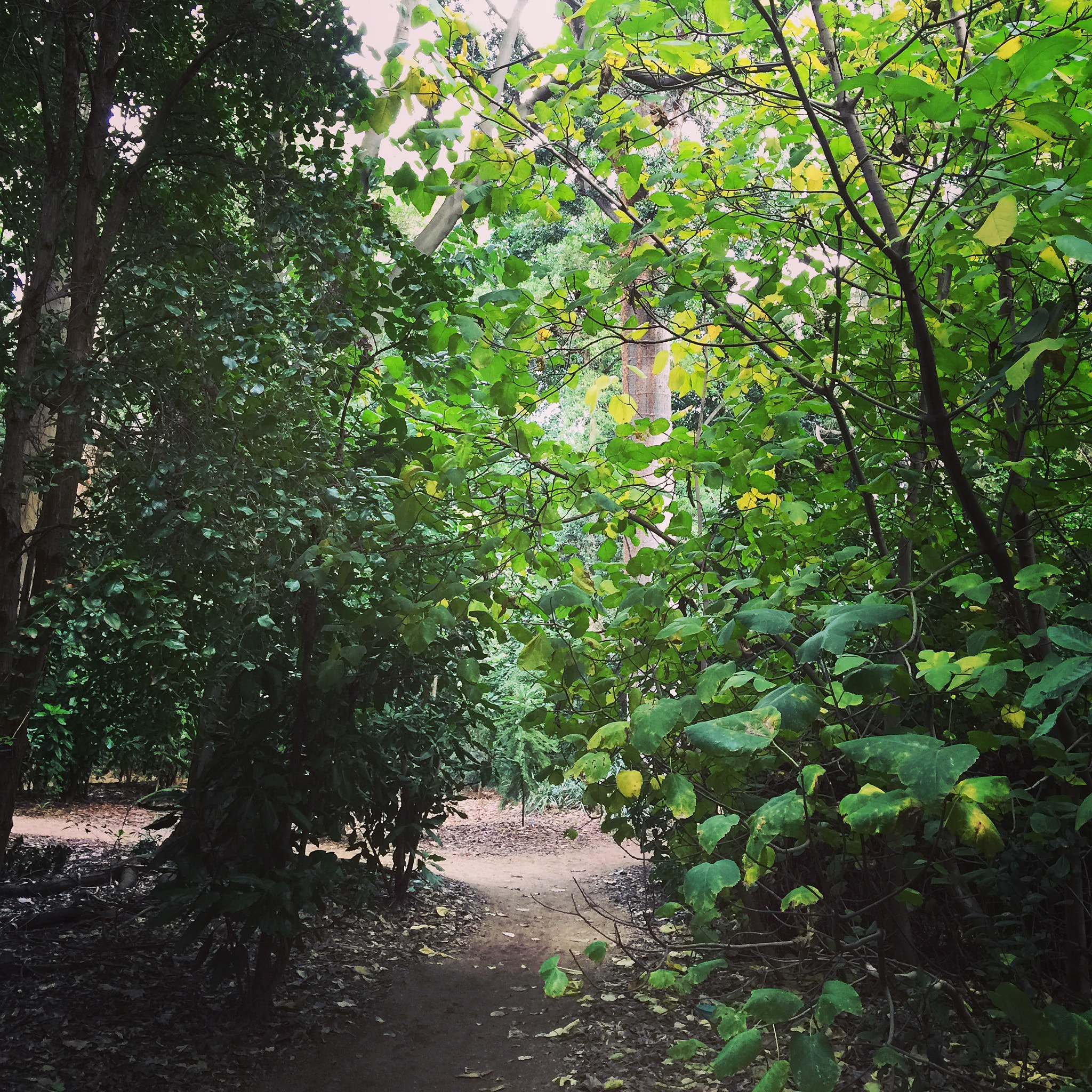 Apple iPhone7,1 sample photo. Greenery at adelaide botanic gardens on a mild winter's day. photography