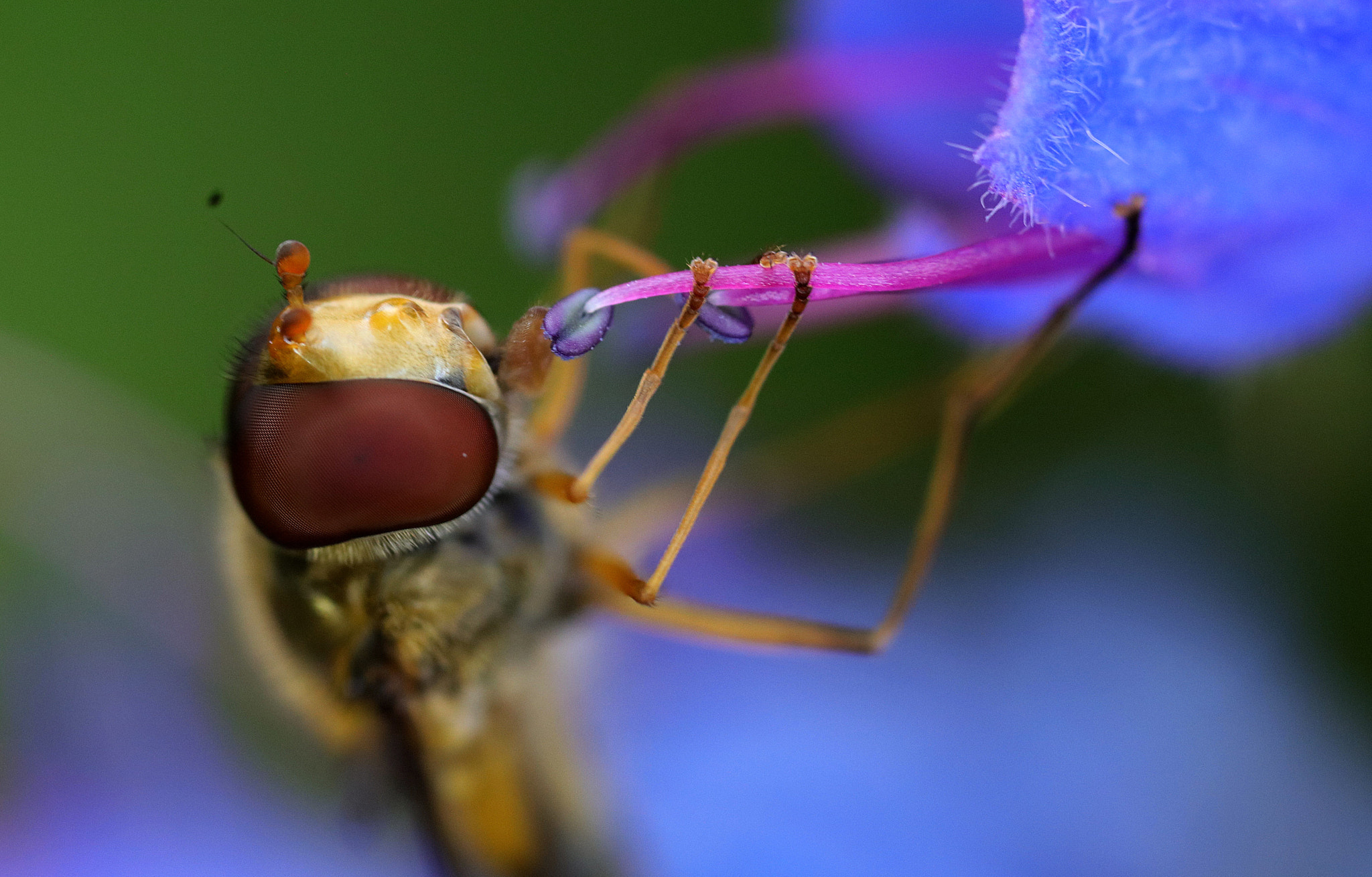 Canon EOS 5DS + Canon MP-E 65mm F2.5 1-5x Macro Photo sample photo. So sweet photography