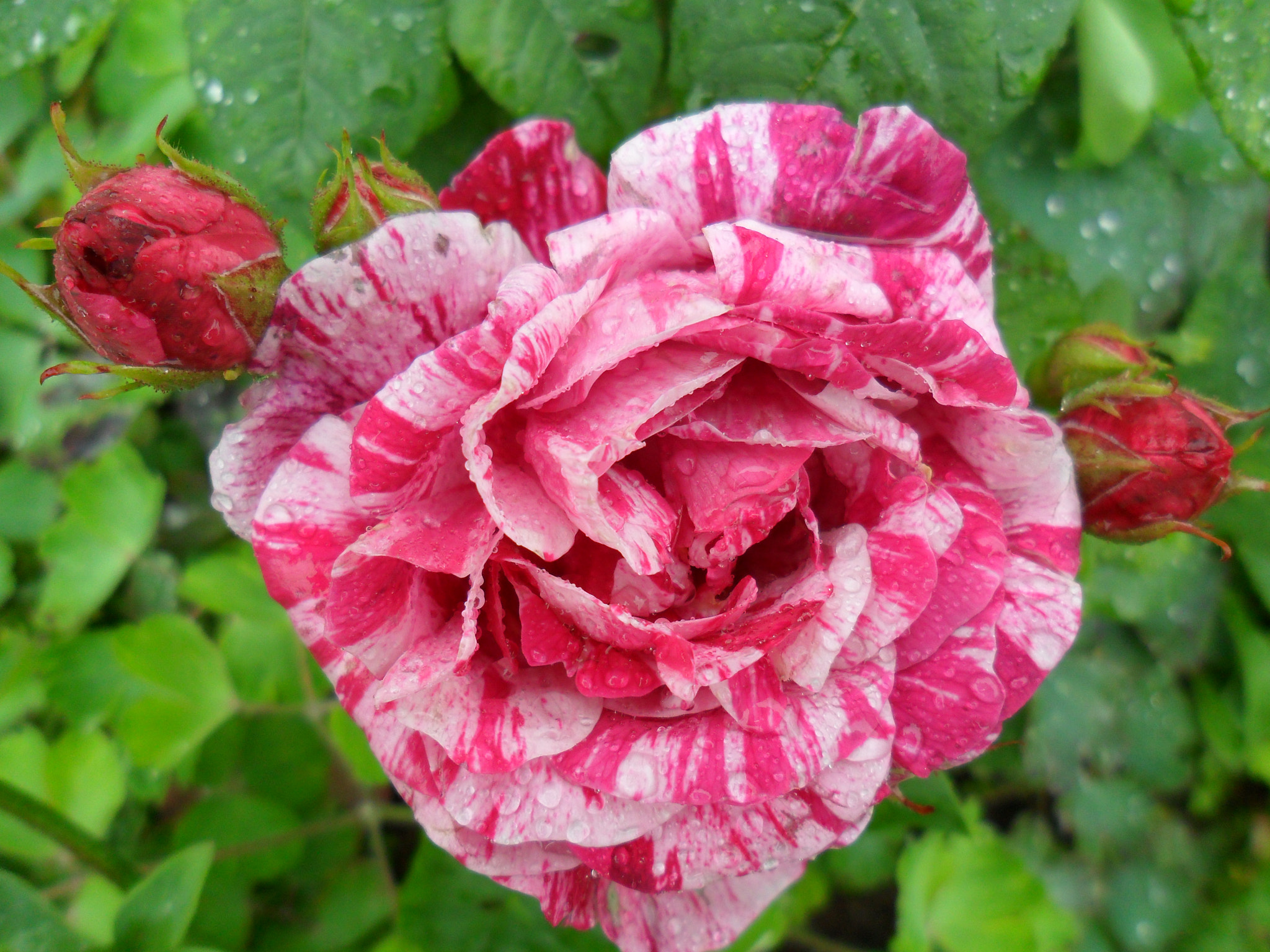 Samsung ES25, ES27 / VLUU ES25, ES27 /  SL45 sample photo. My favorit rose photography