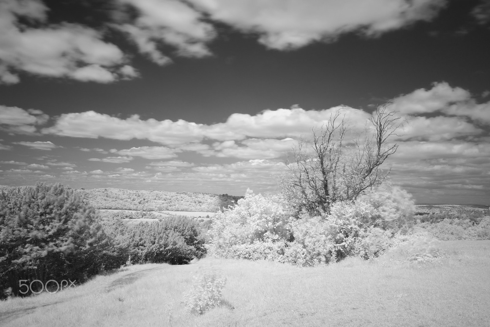 Nikon D810 + Nikon AF Nikkor 28mm F2.8D sample photo. Box hill infra red, surrey. uk photography