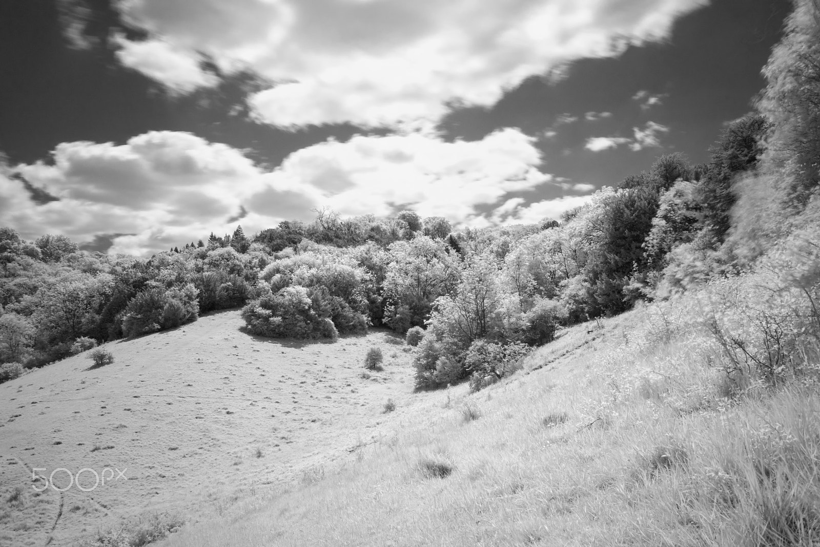 Nikon D810 + Nikon AF Nikkor 28mm F2.8D sample photo. Box hill infra red, surrey. uk photography