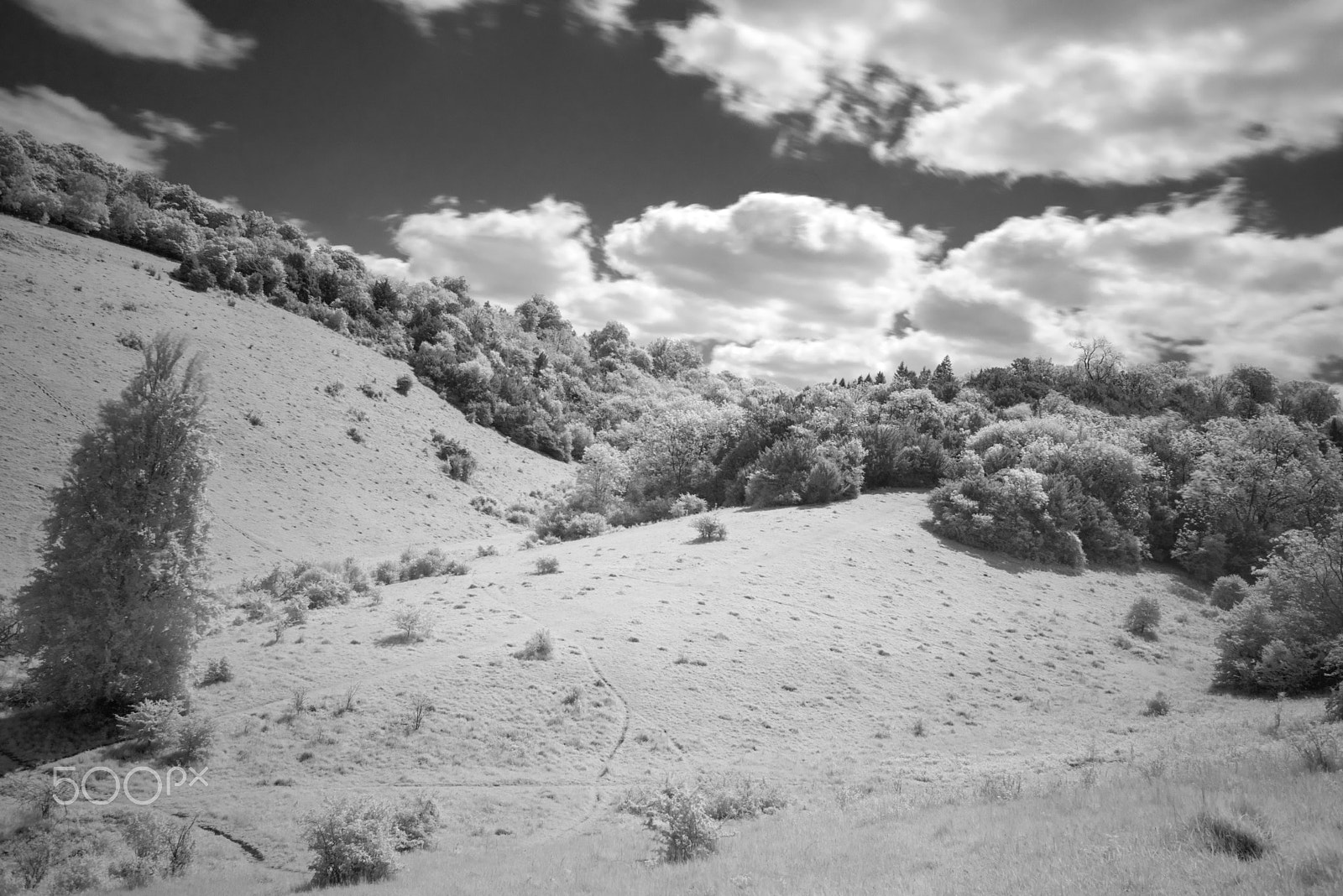 Nikon D810 + Nikon AF Nikkor 28mm F2.8D sample photo. Box hill infra red, surrey. uk photography