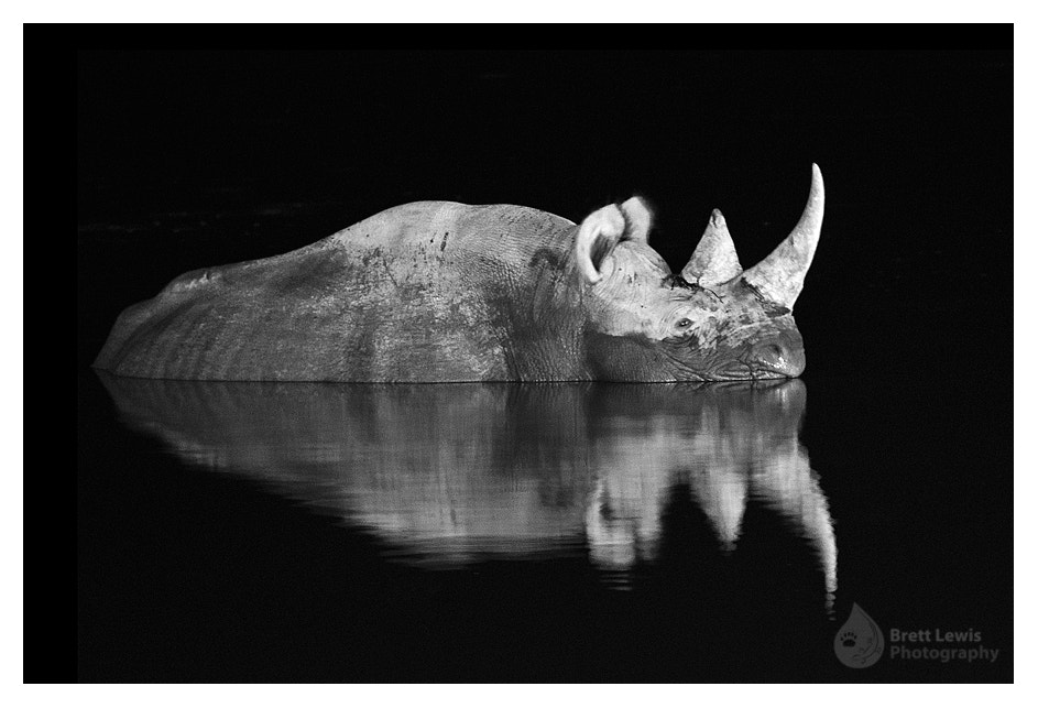Canon EF 100-400mm F4.5-5.6L IS USM sample photo. Black rhino bathtime photography