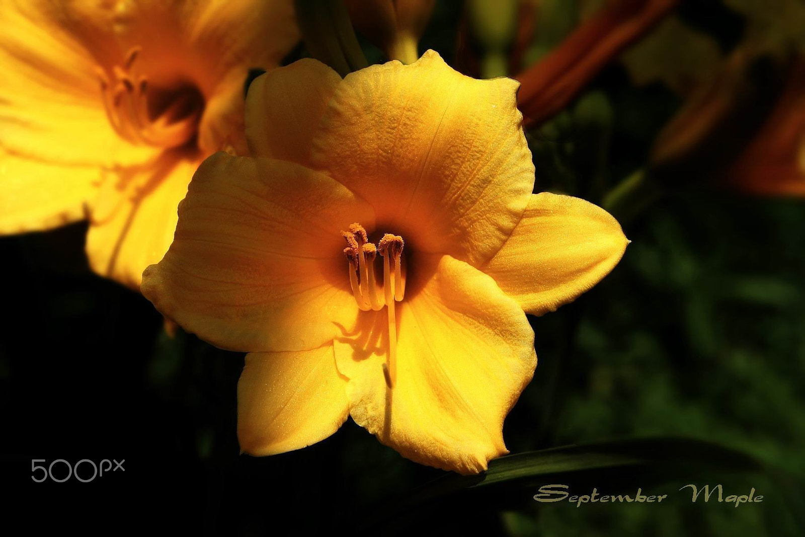 Sony NEX-5C sample photo. 金娃娃萱草 1 photography
